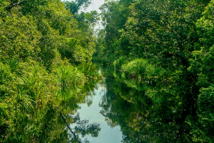 Sekonyer River im Nationalpark Tanjung Puting