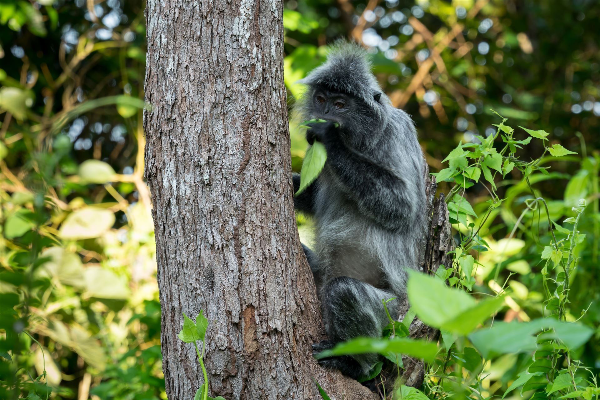Bako Nationalpark kleine Wildaffen