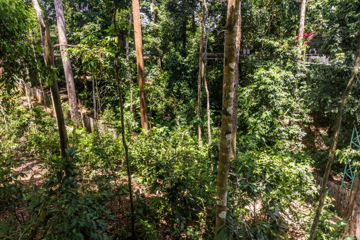 Bornean Sun Bear Conservation Centre
