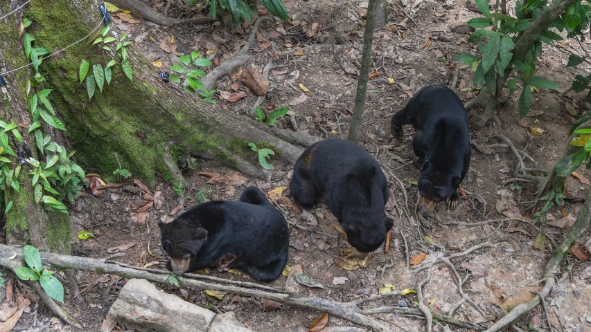 Bornean Sun Bear Conservation Centre