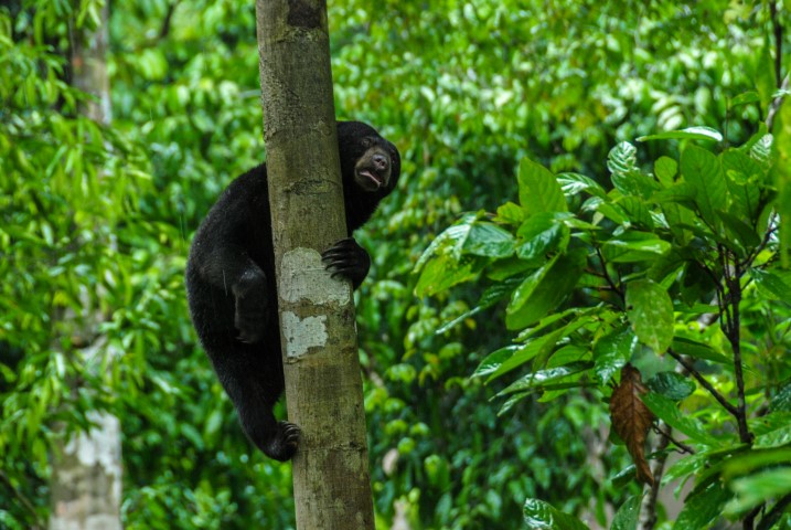 Bornean Sun Bear Conservation Centre
