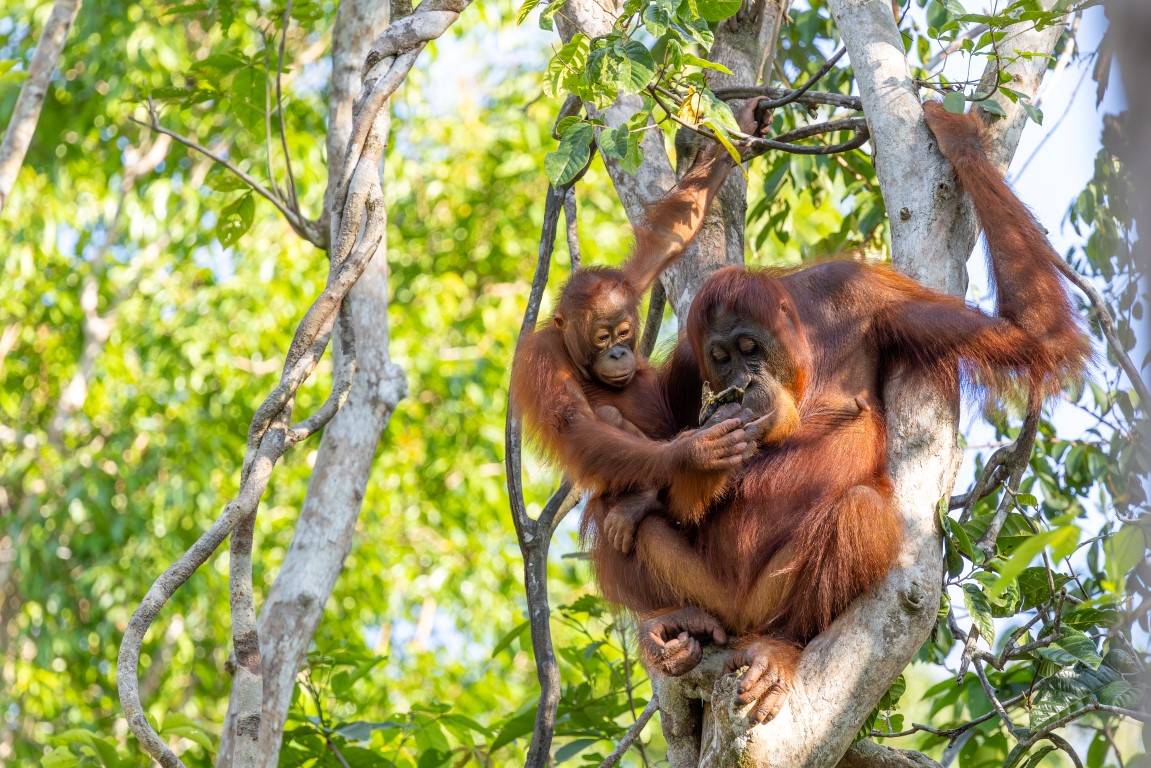 Orang Utan im Nationalpark Tanjung Puting
