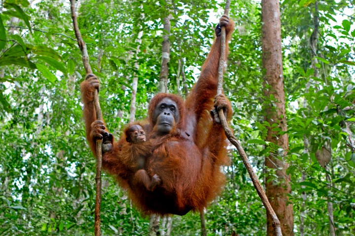 Sepilok