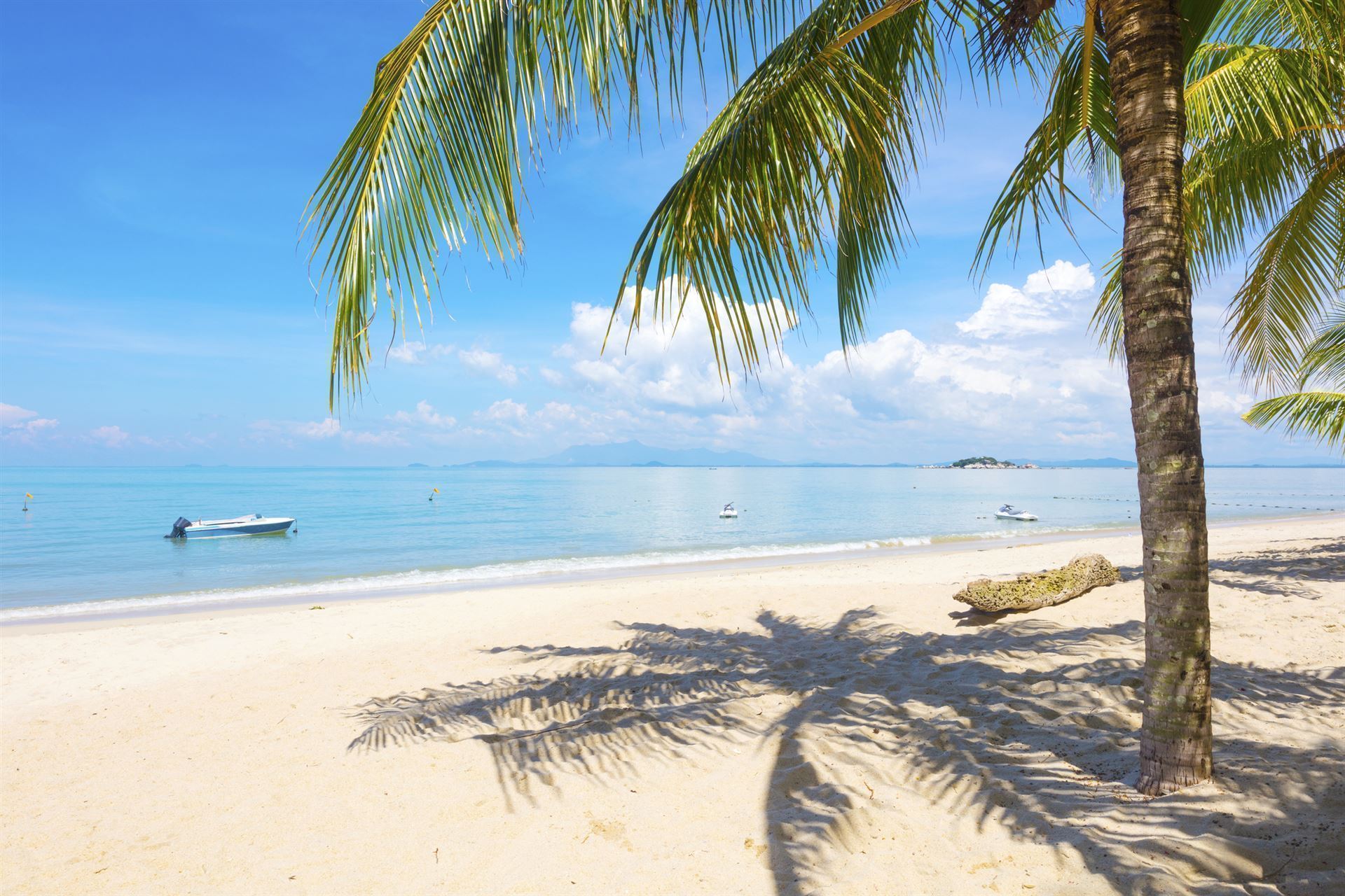 Palmen am Strand auf der Insel Penang