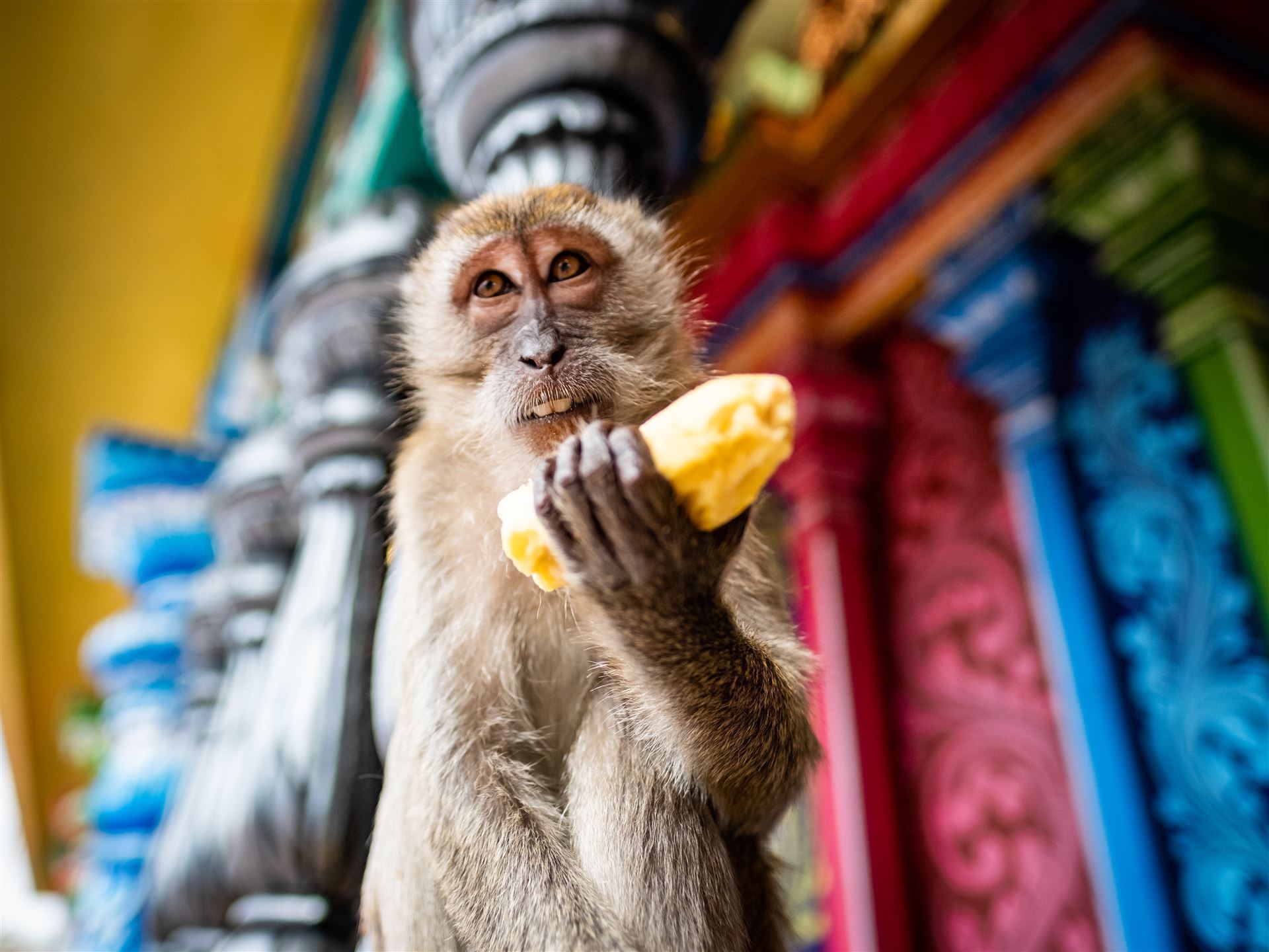 Affe mit Banane