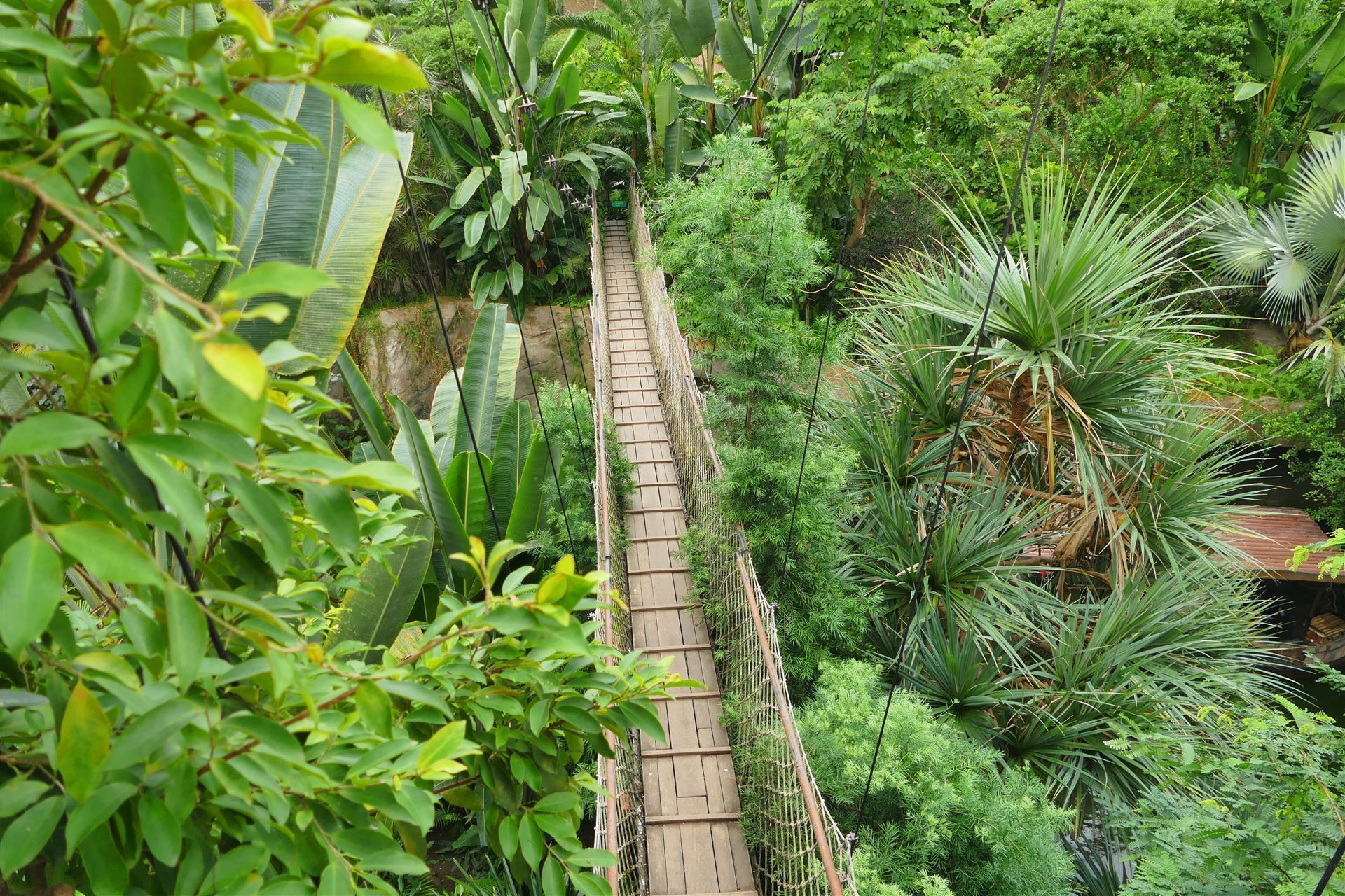 Conopy Walk im Regenwald