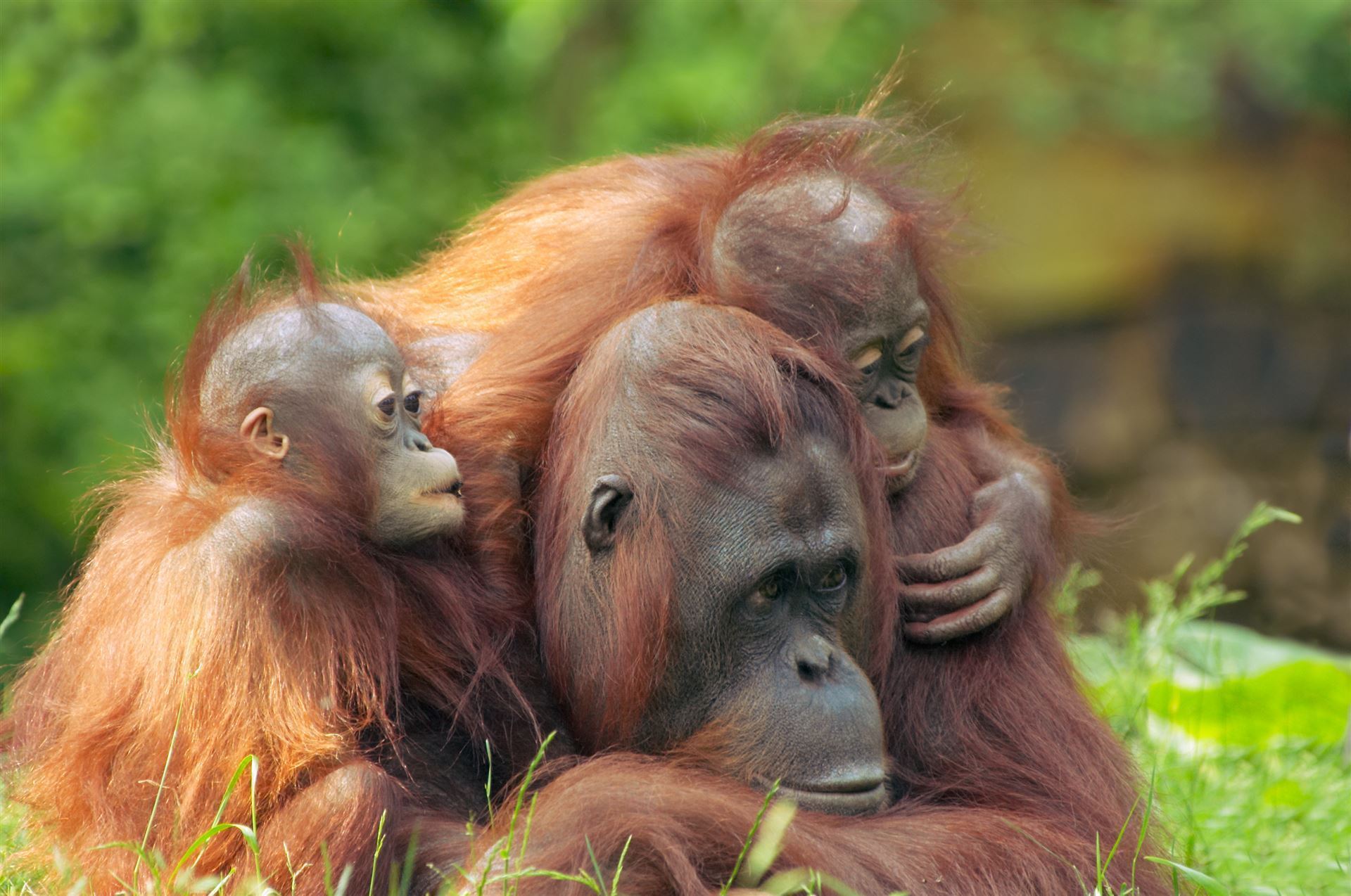 Orang Utan Familie