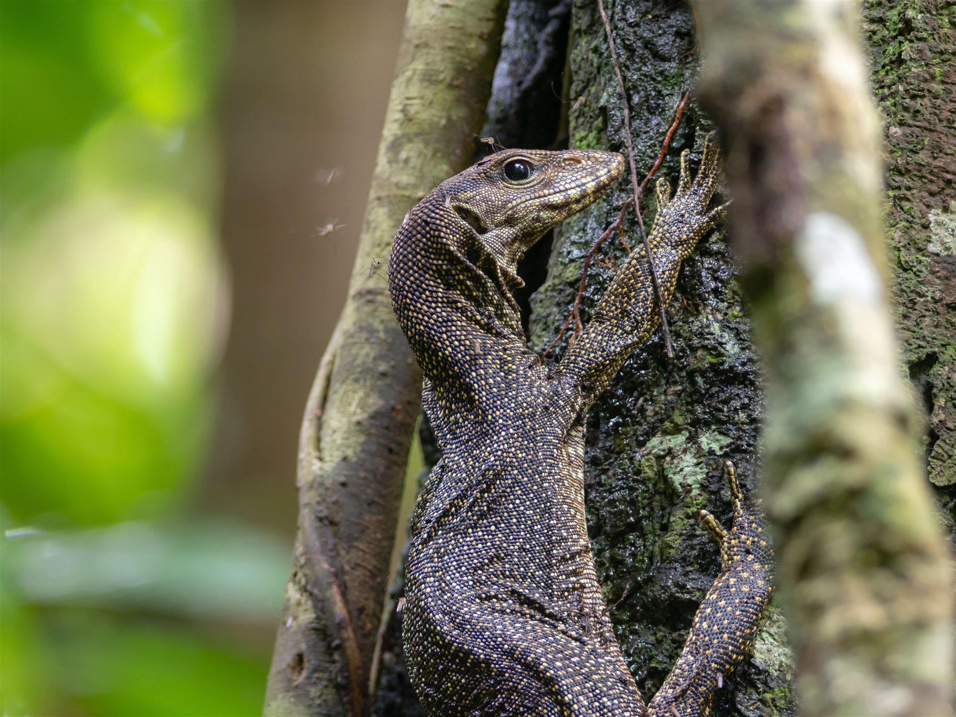 Taman Negara Nationalpark