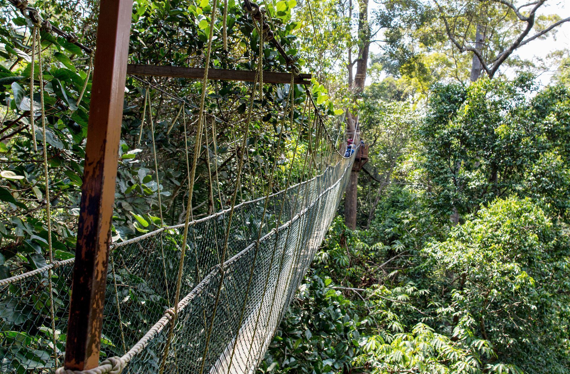 Taman Negara Park mit Hängebrücke