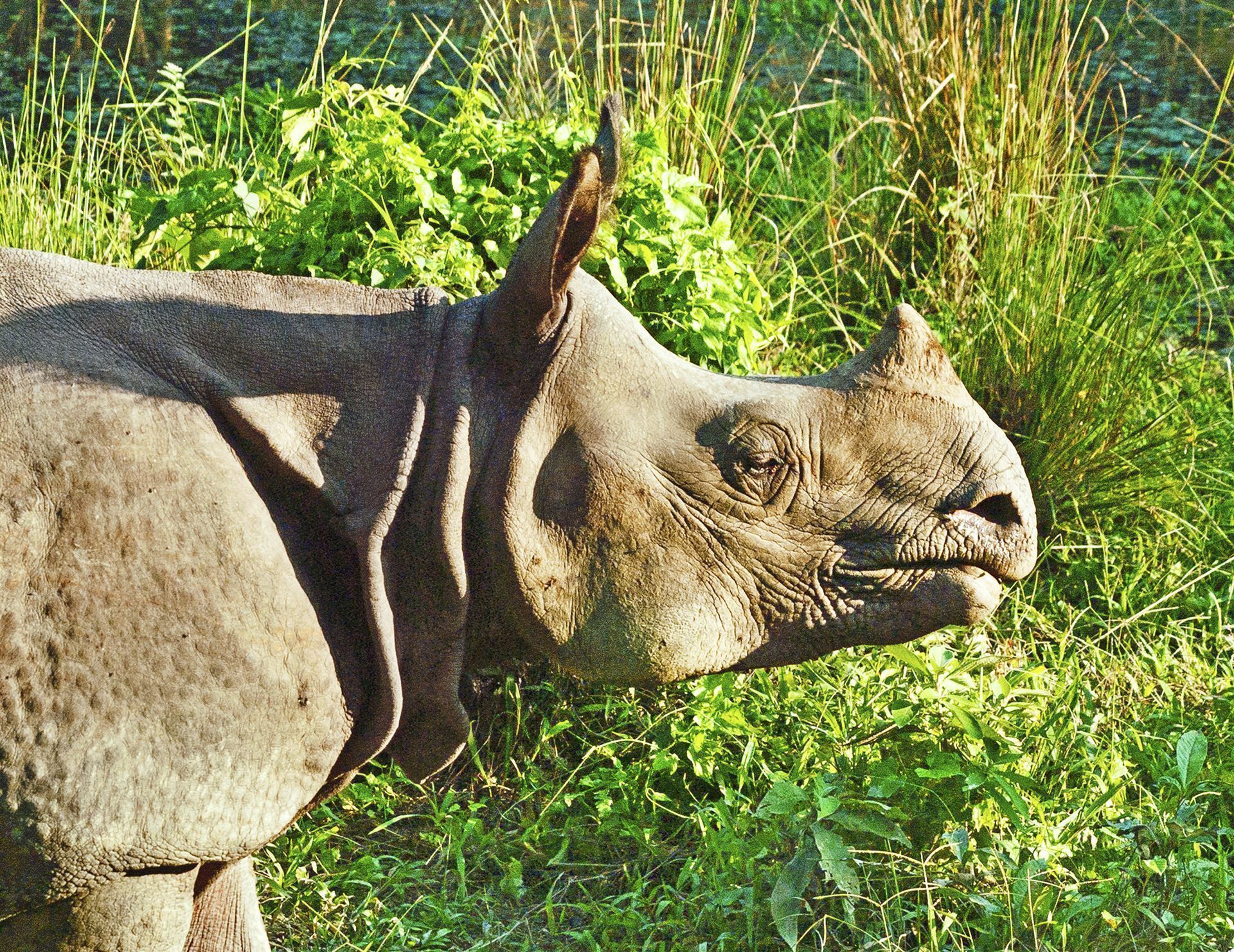 Nashorn im Park