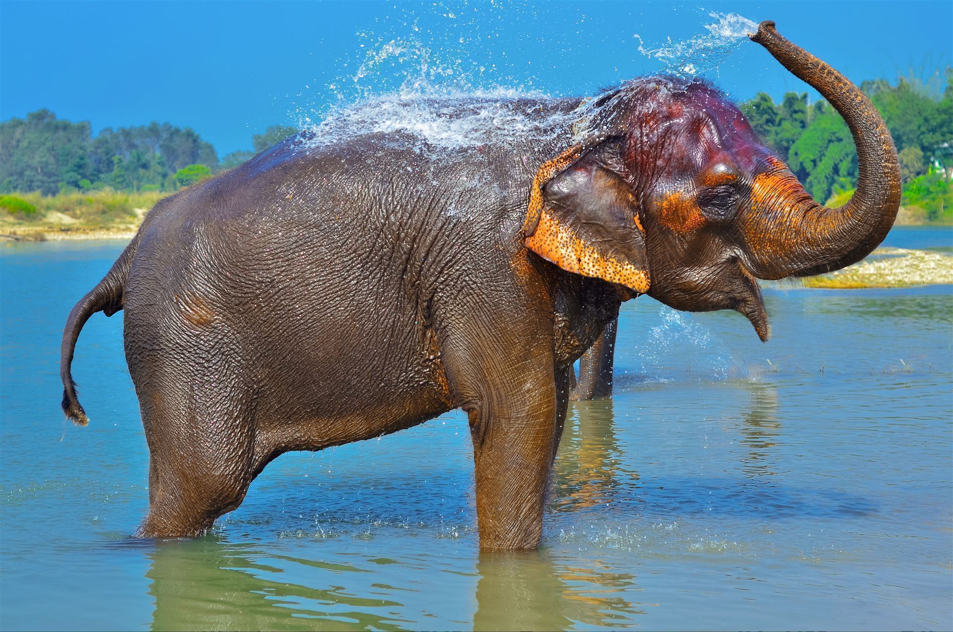 Elefant im Chitwan Nationalpark