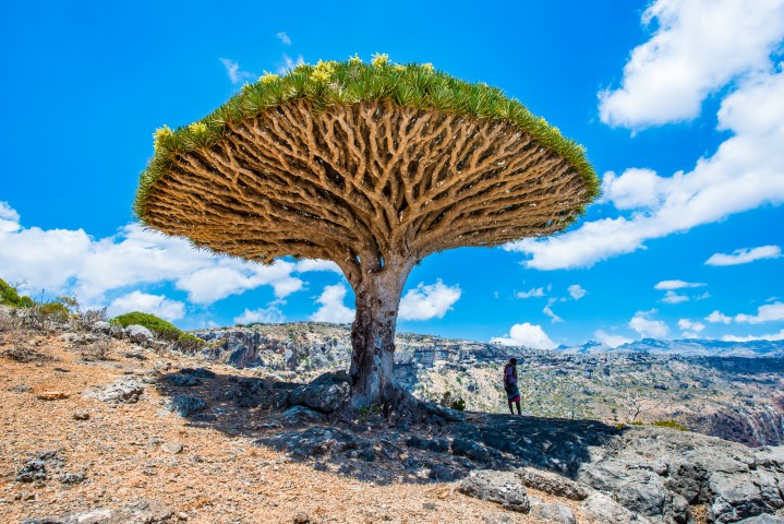 Drachenbaum 