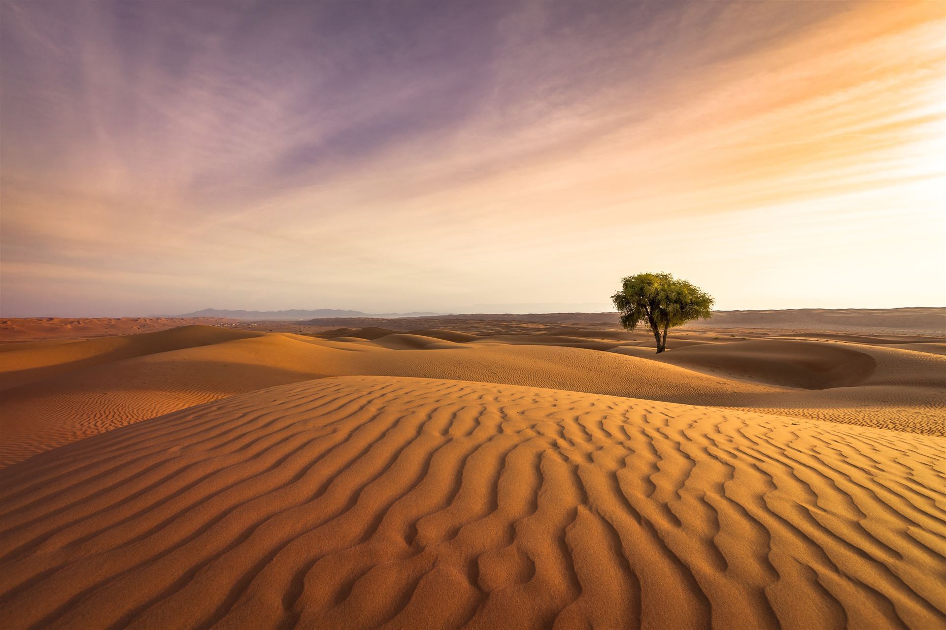 Wahiba Sands mit Baum