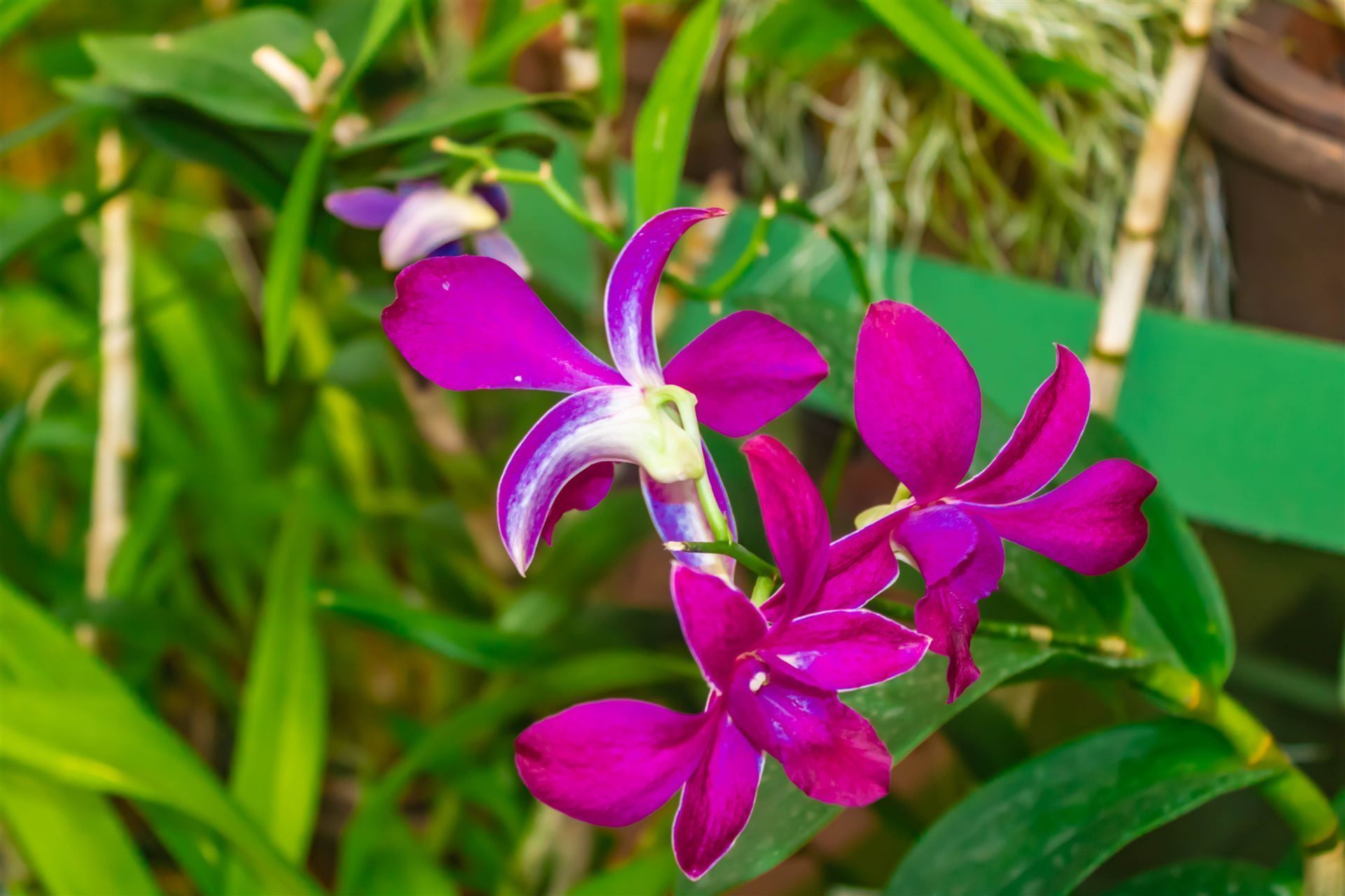 Botanischer Garten mit Orchidee
