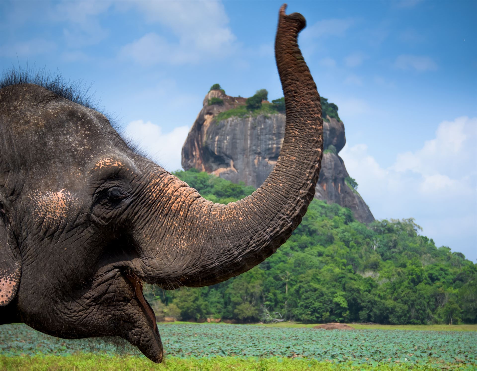 Elefant mit Löwenfelsen im Hintergrund