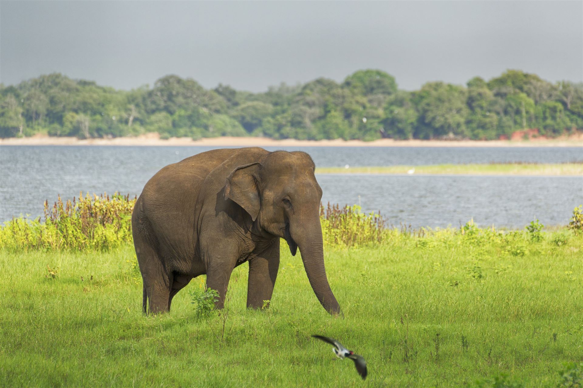 Minneriya Wildlife