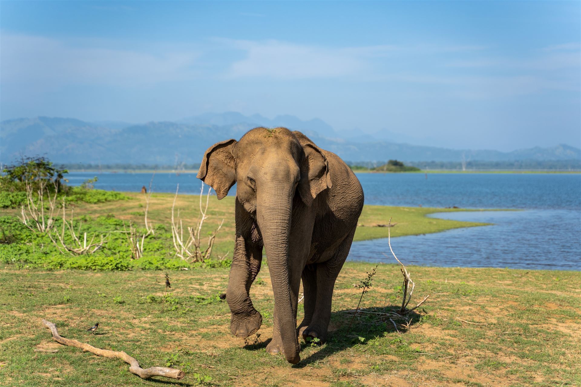 Elefant im Udawalawe Park