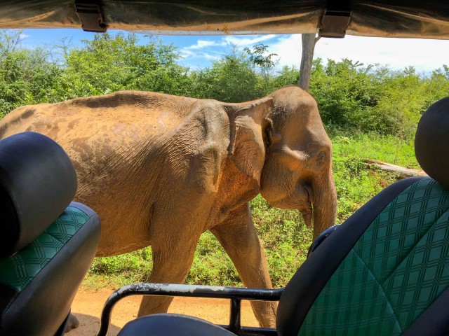 Elefant Udawalale Park