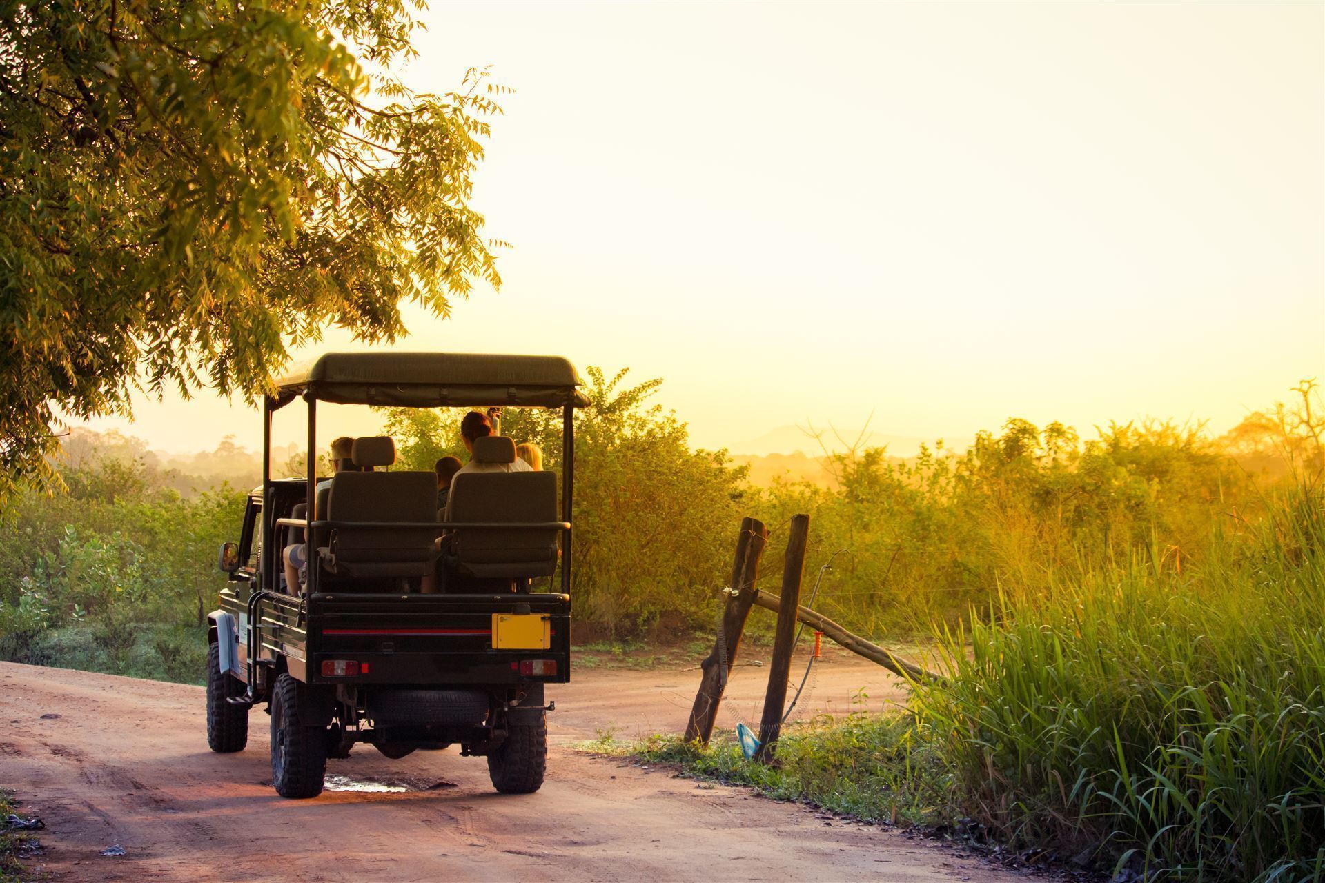 Wildlife im Jeep