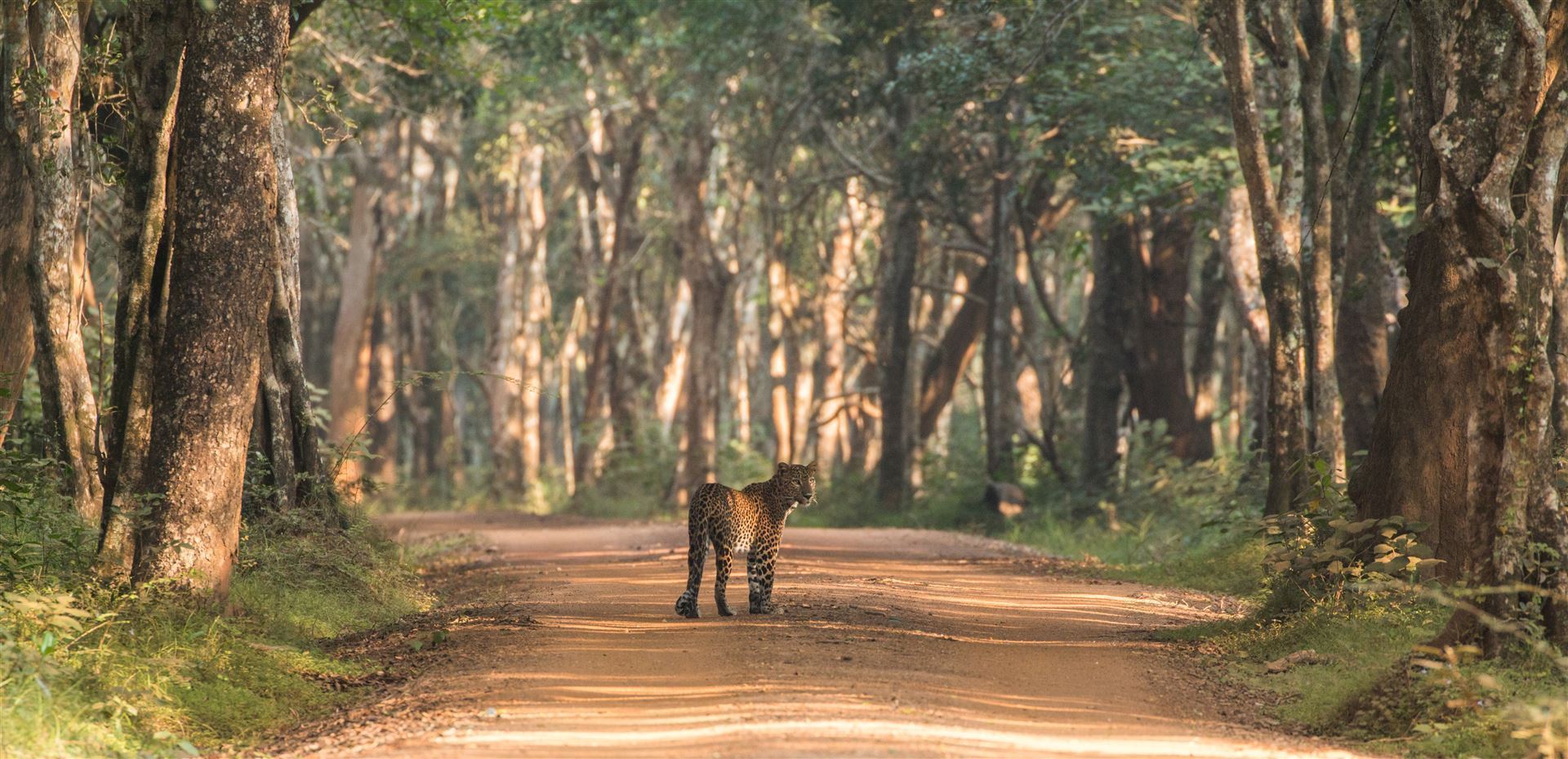 Leopard im Wilpattu Park