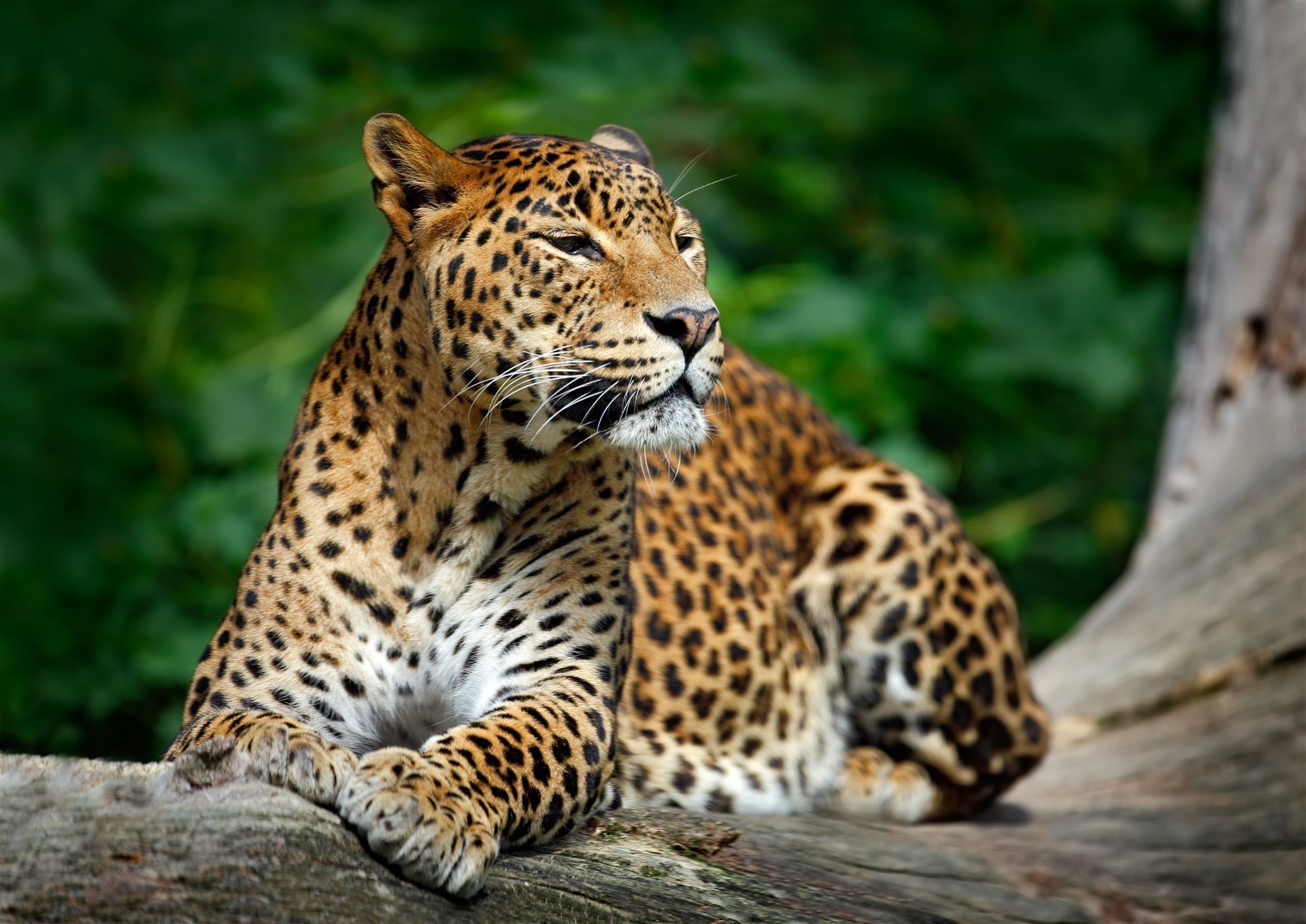 Liegender Leopard im Yala Park