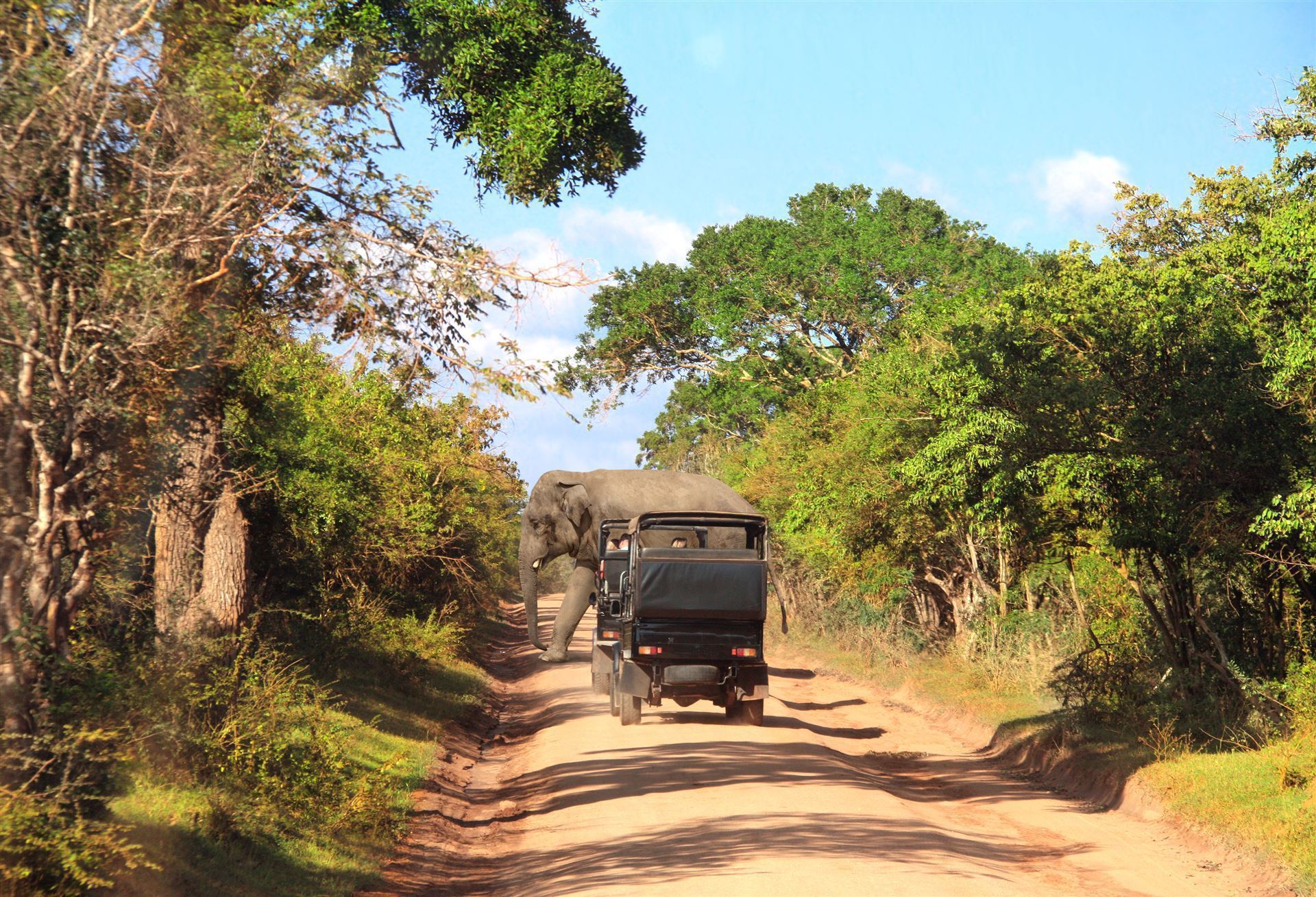 Safari im Yala Park