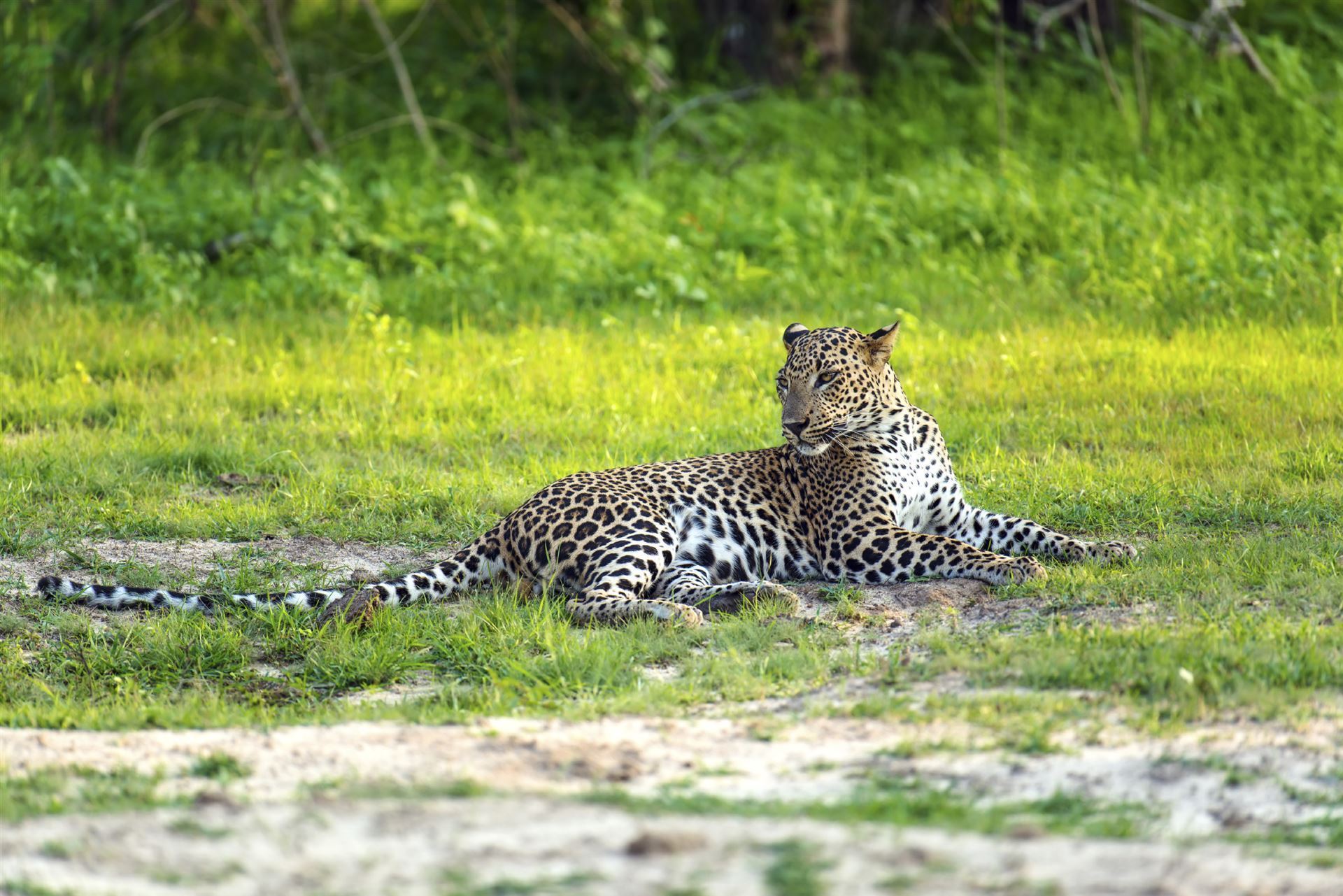 Leopard