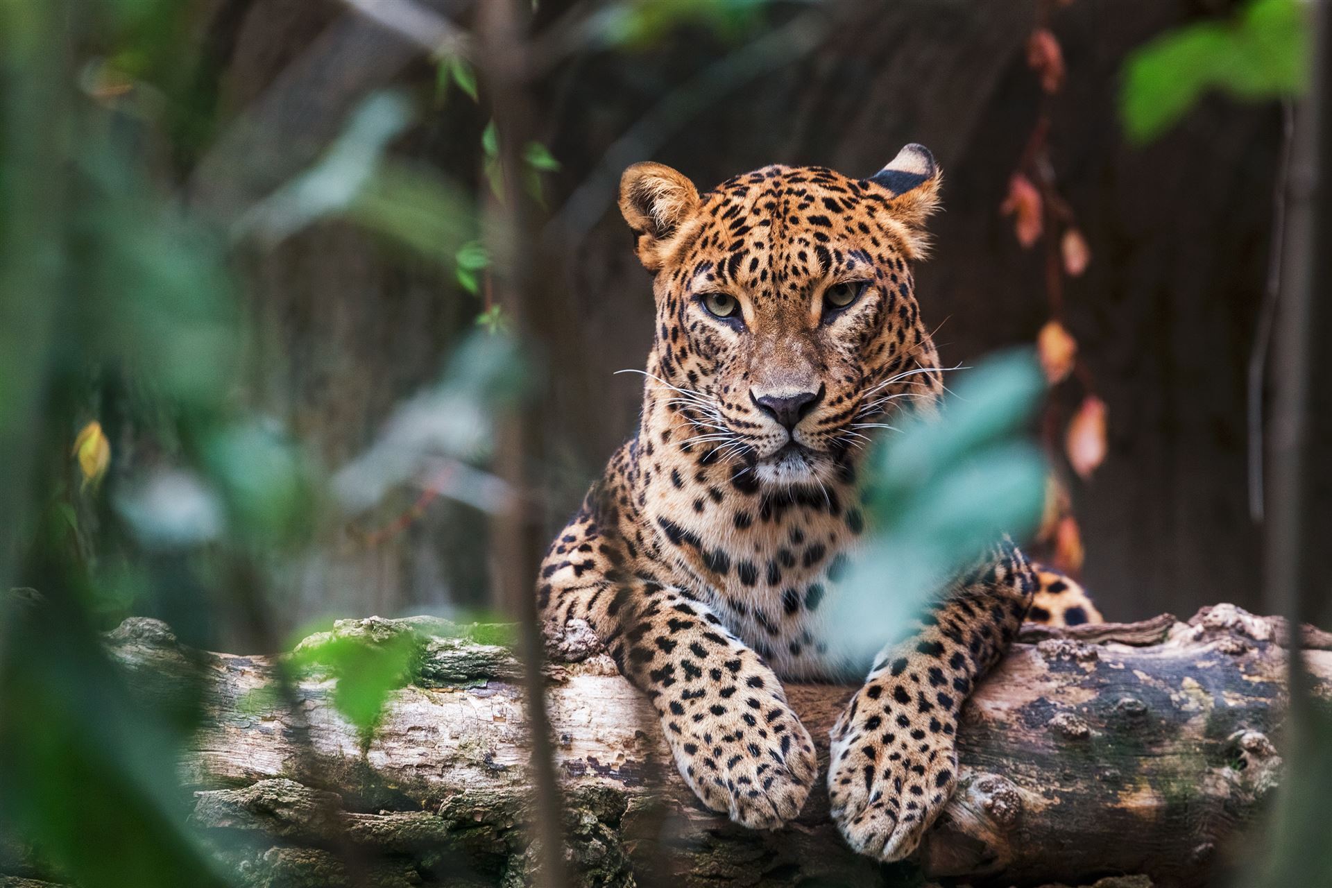 Leopard im Yala Park