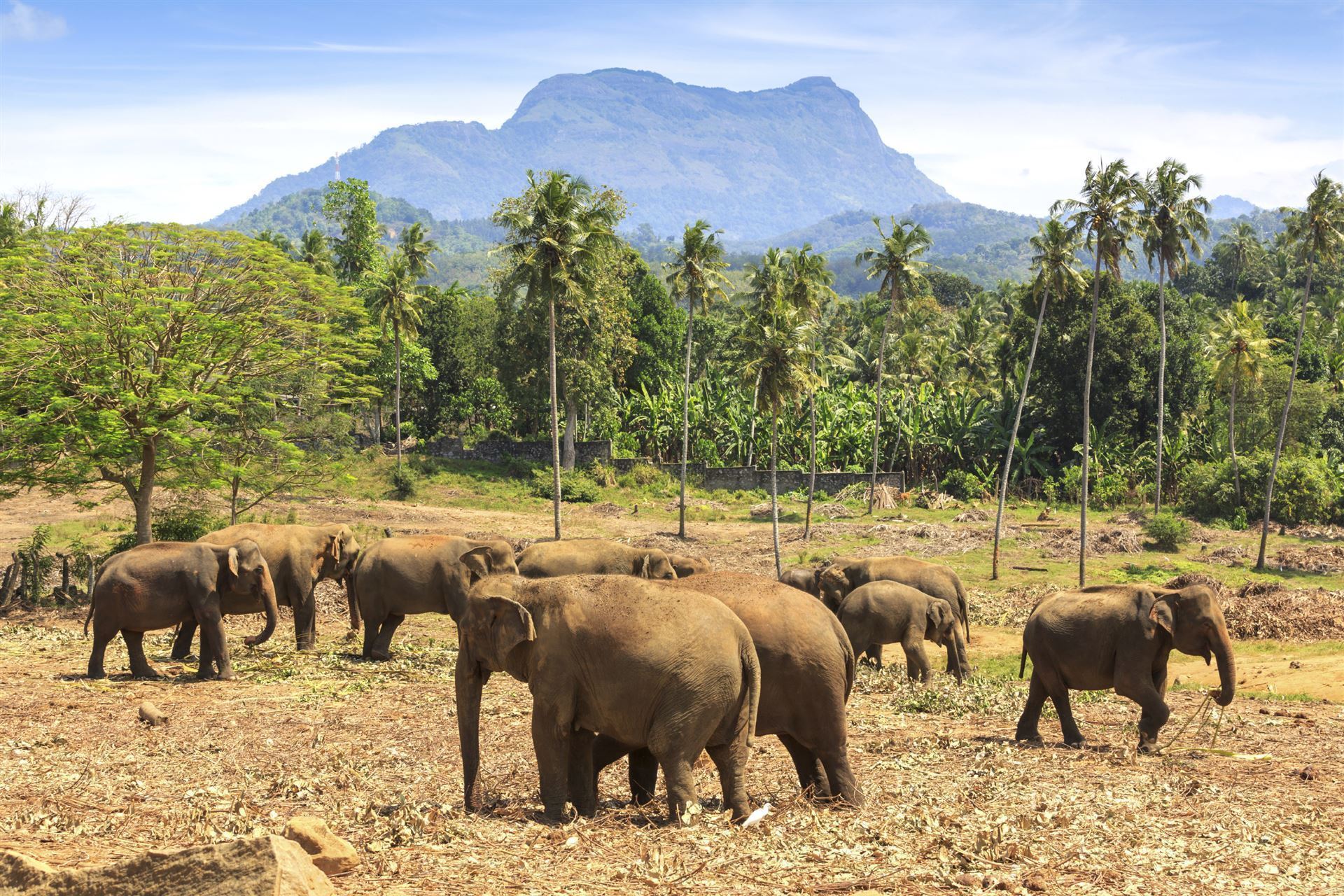 Udawalawe Nationalpark