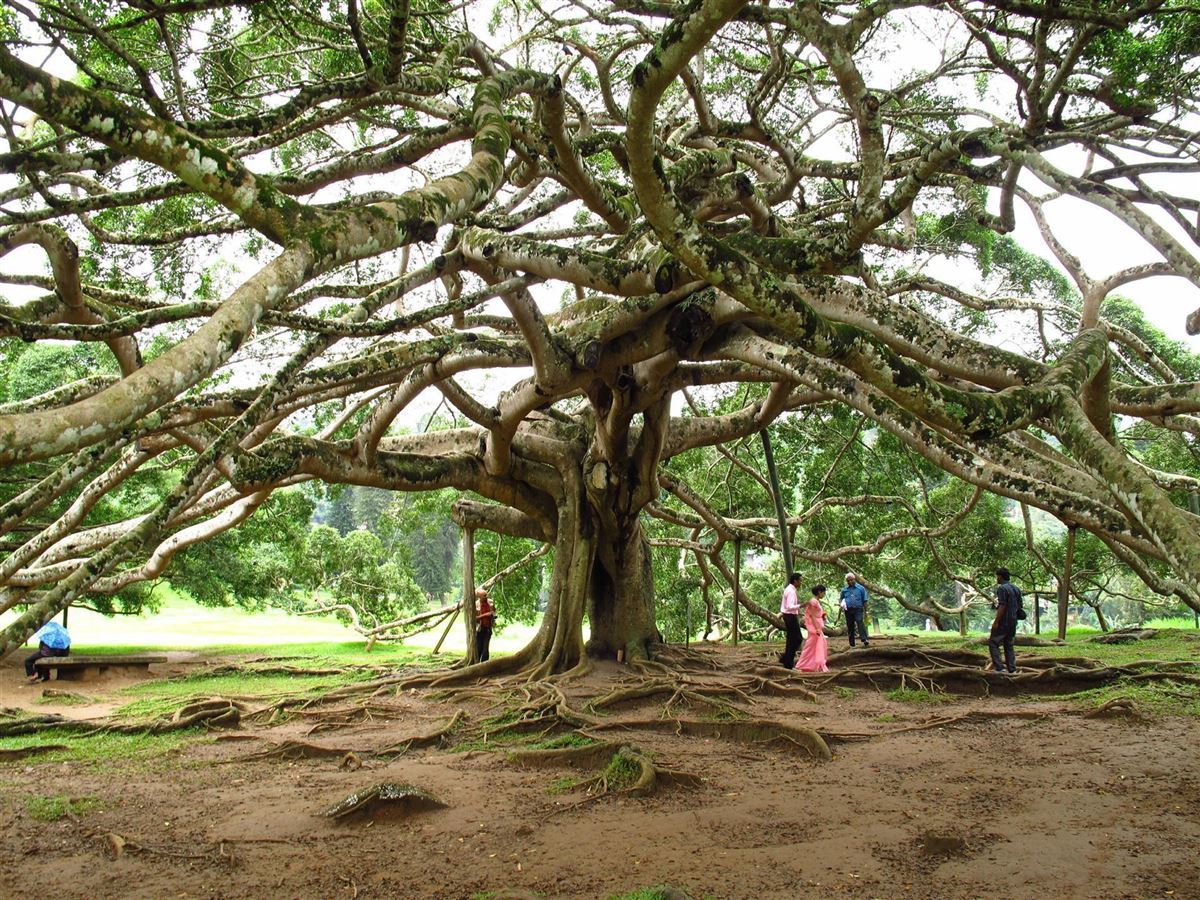 45+ Sri Lanka Botanischer Garten, There are some 4,000 different