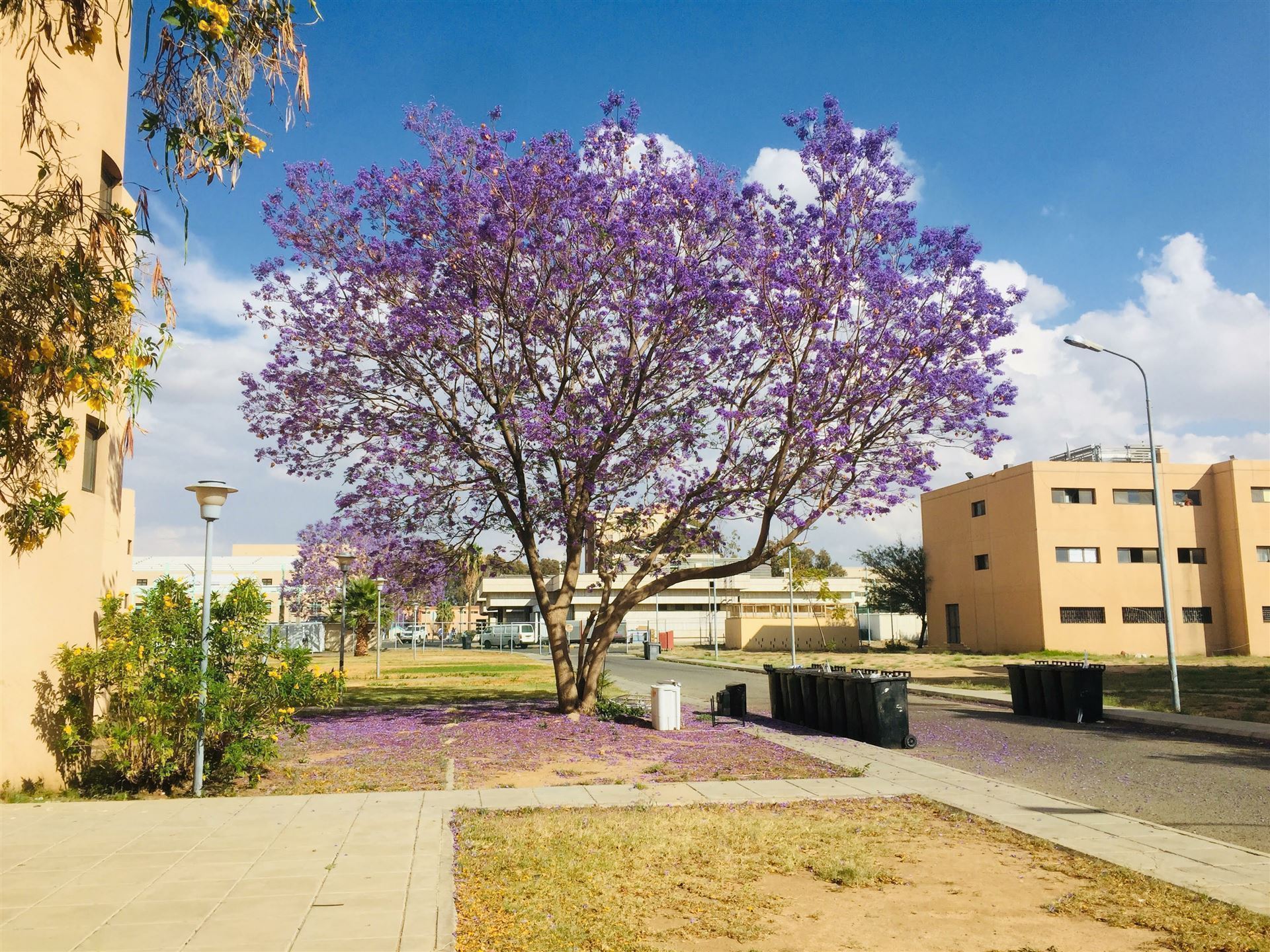 Baum in Abbha