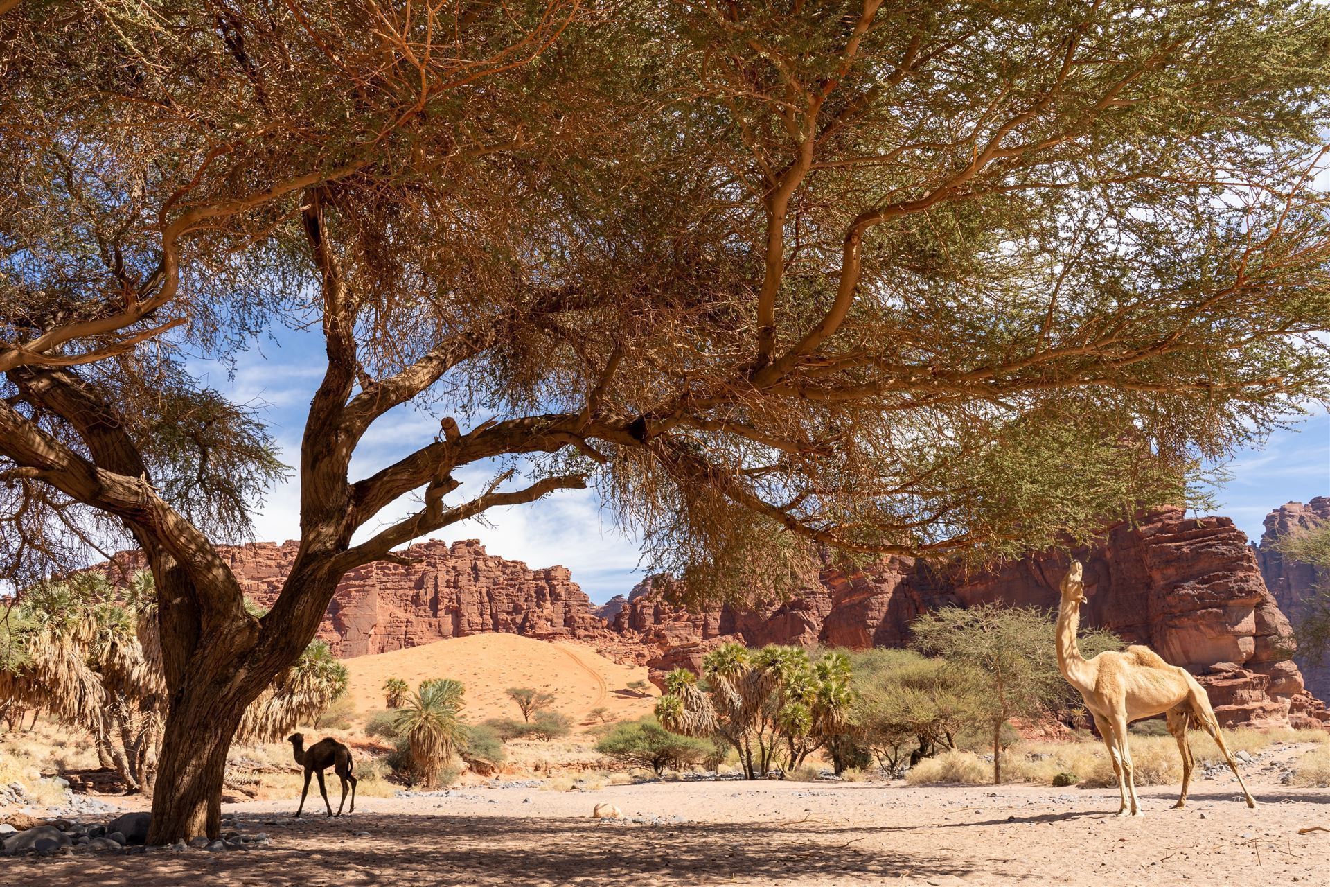 Kamele in der Wadi Al Disah