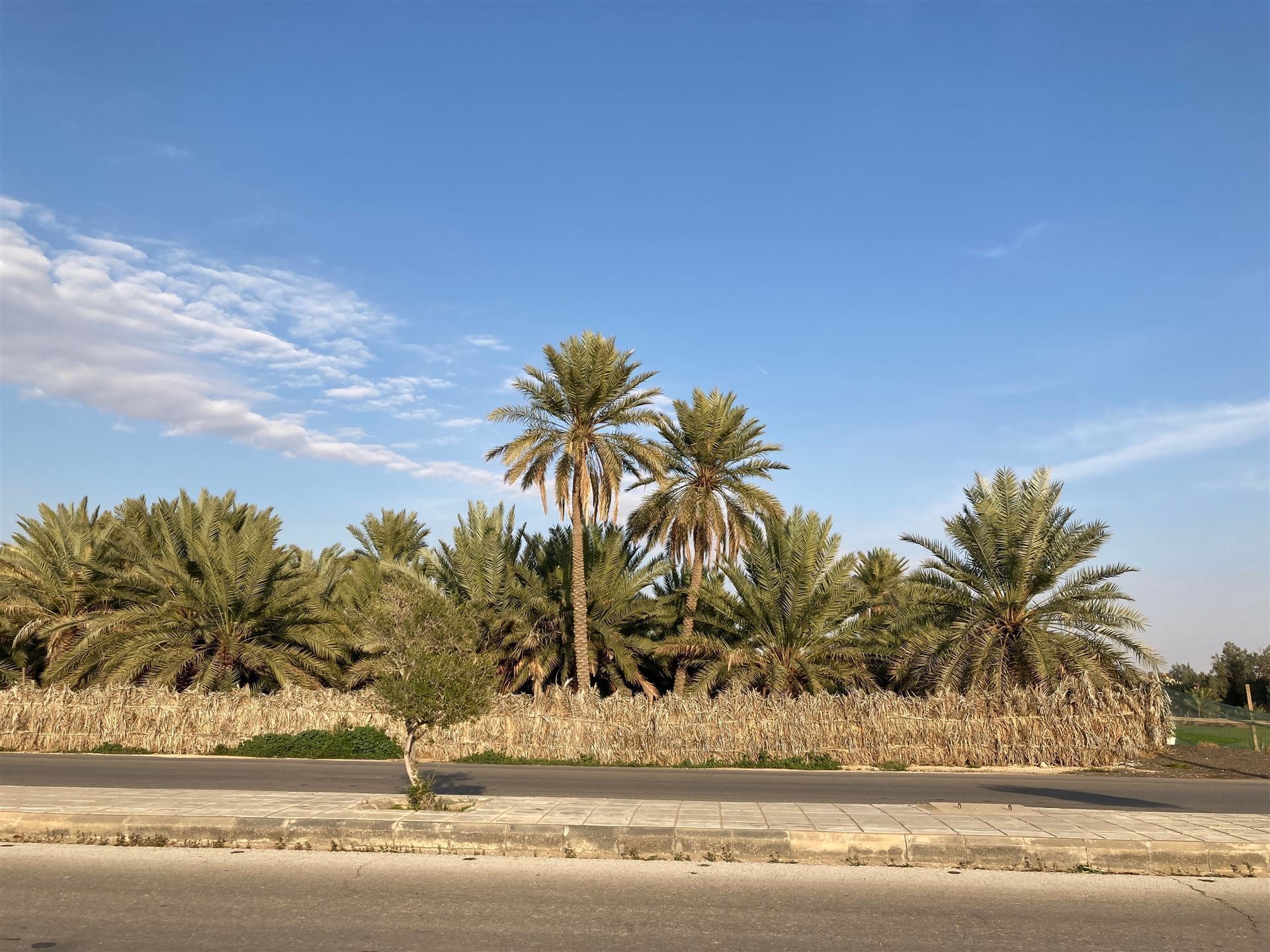 Palmenplantage