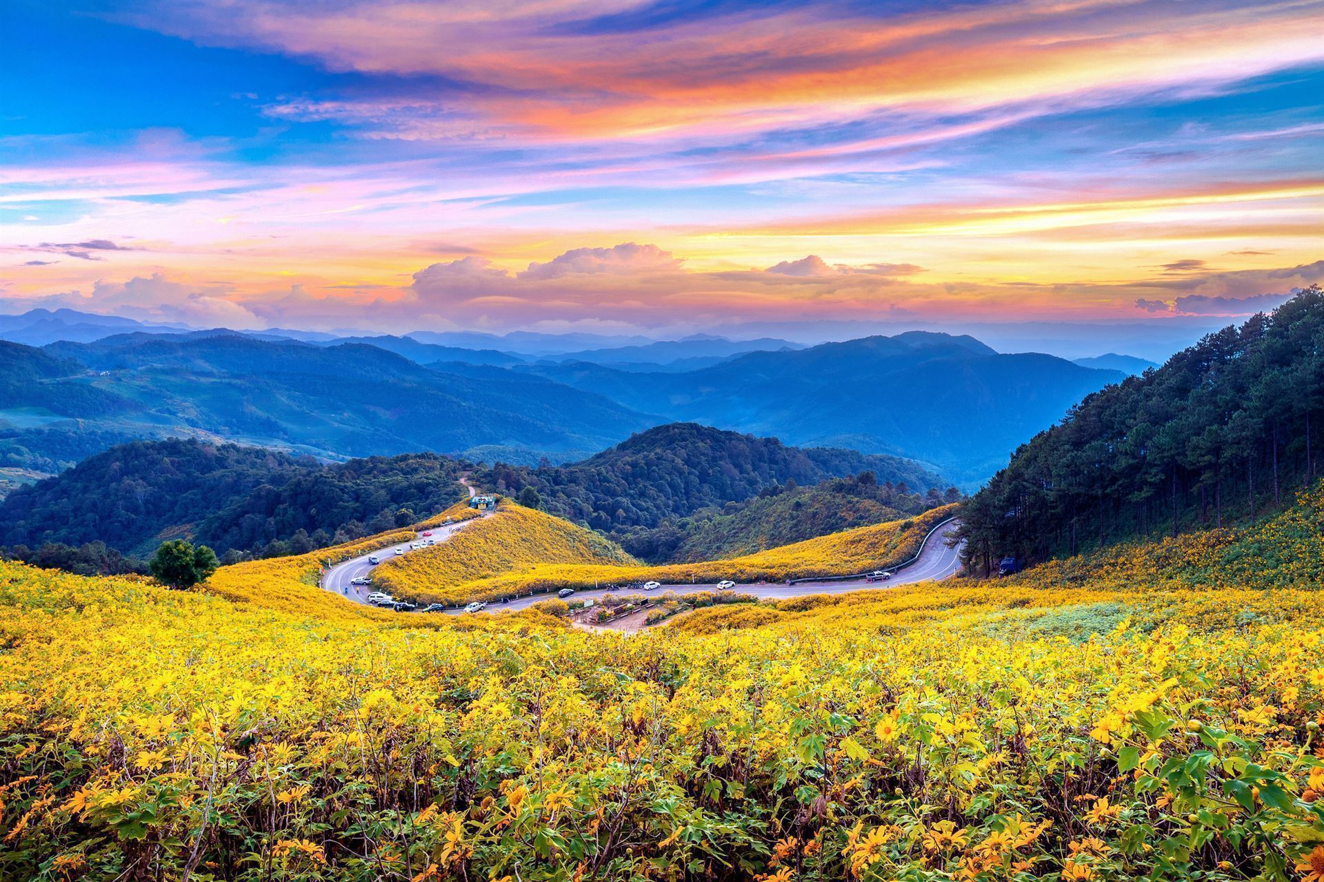 Region Mae Hong Son mit Sonnenblumenfeld