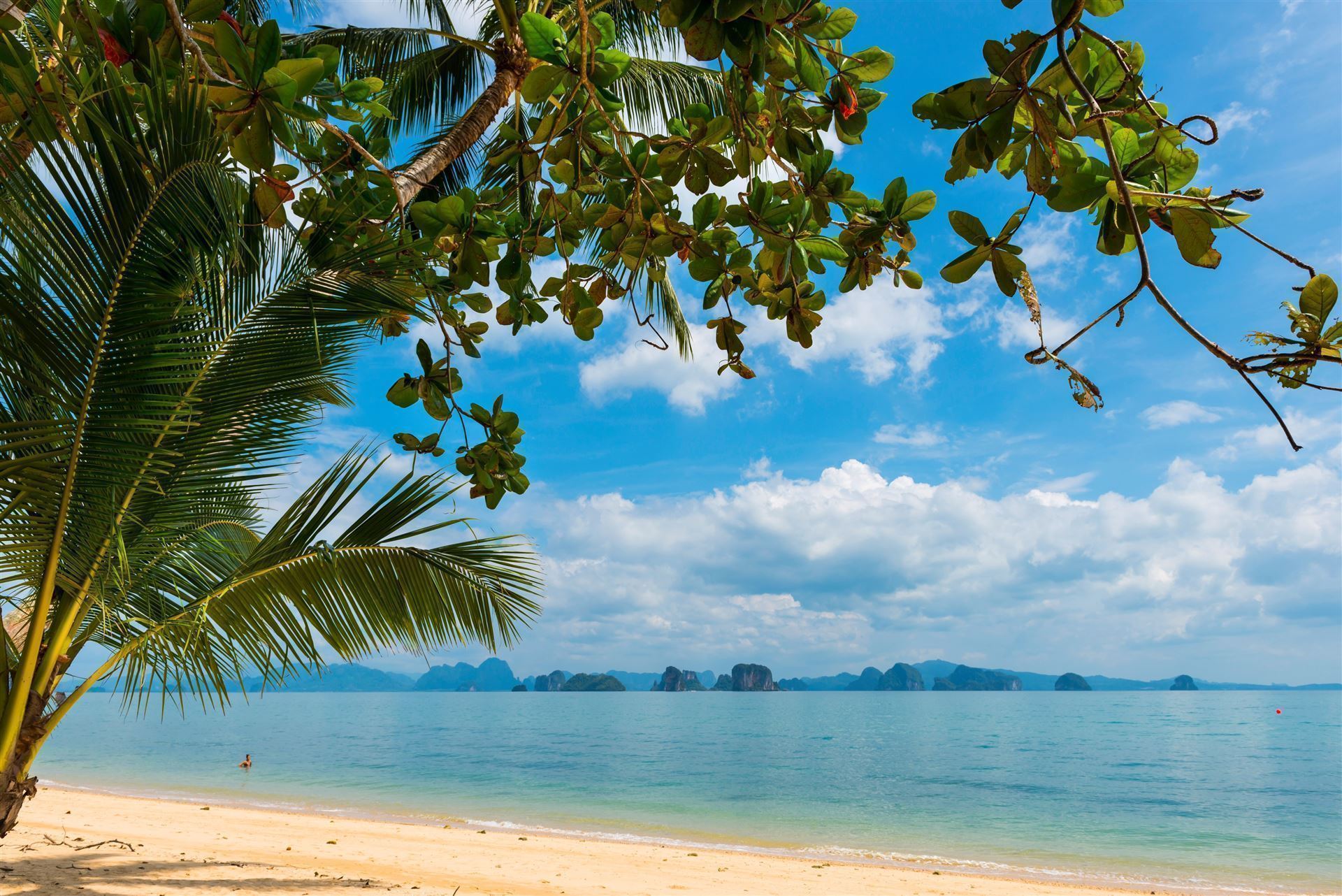 Palmen am paradiesischen Strand