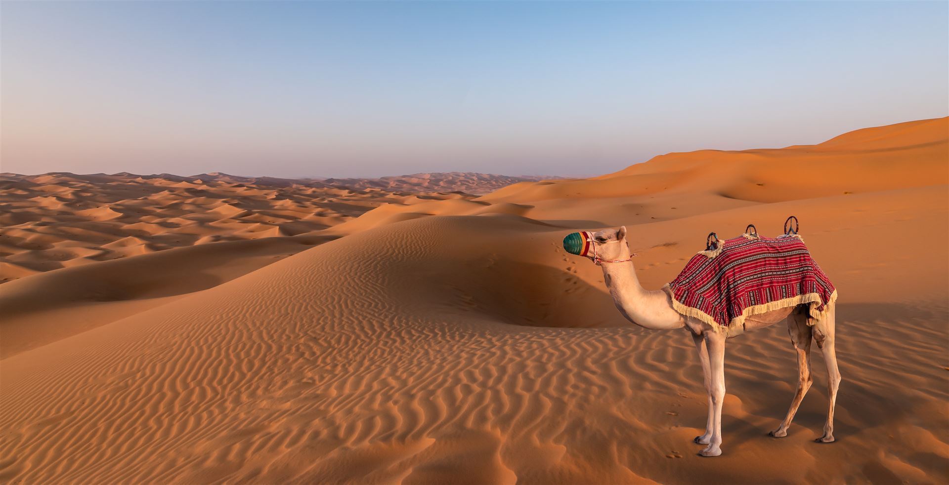 Camel in der Wüste