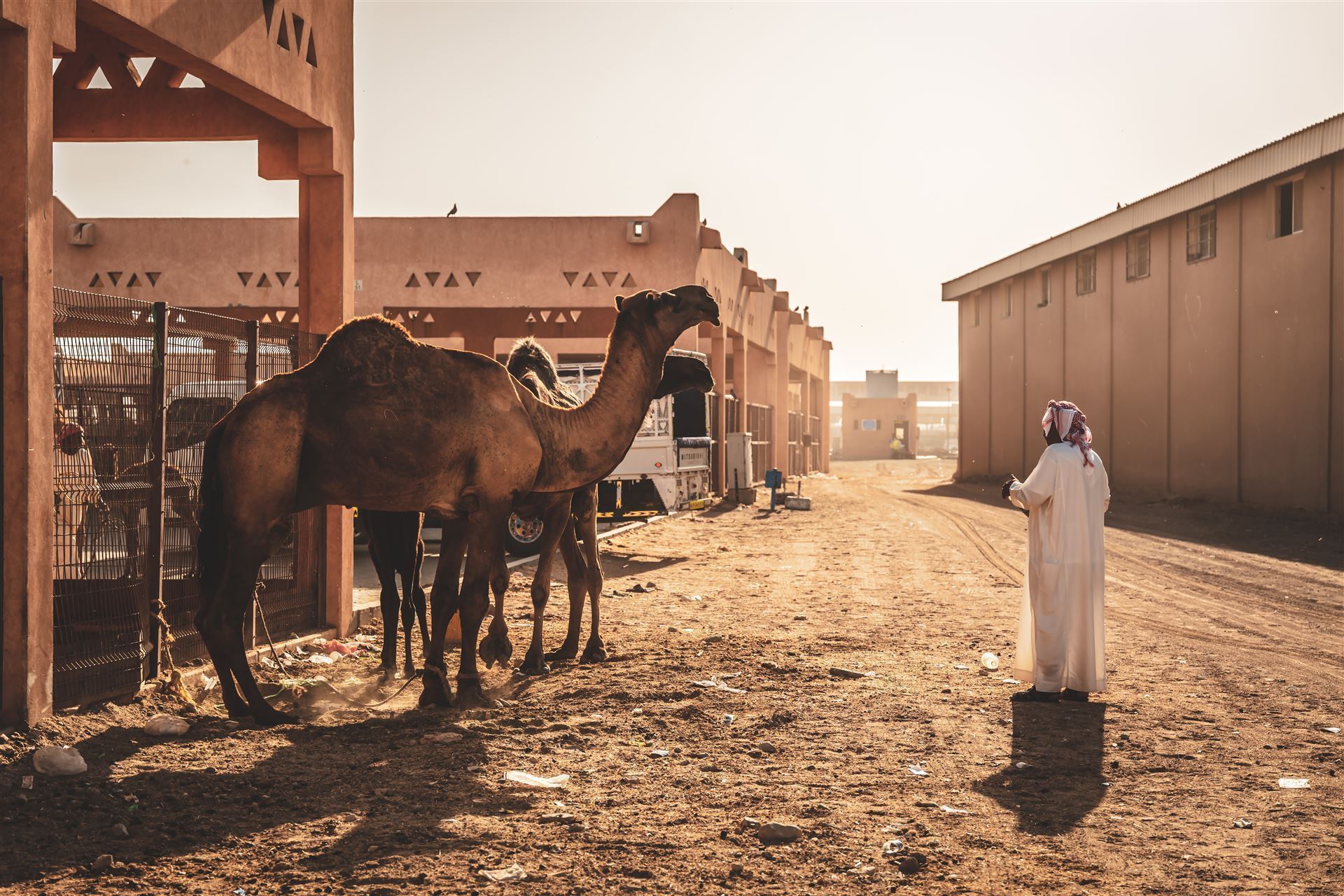 Camelmarkt in Al Ain
