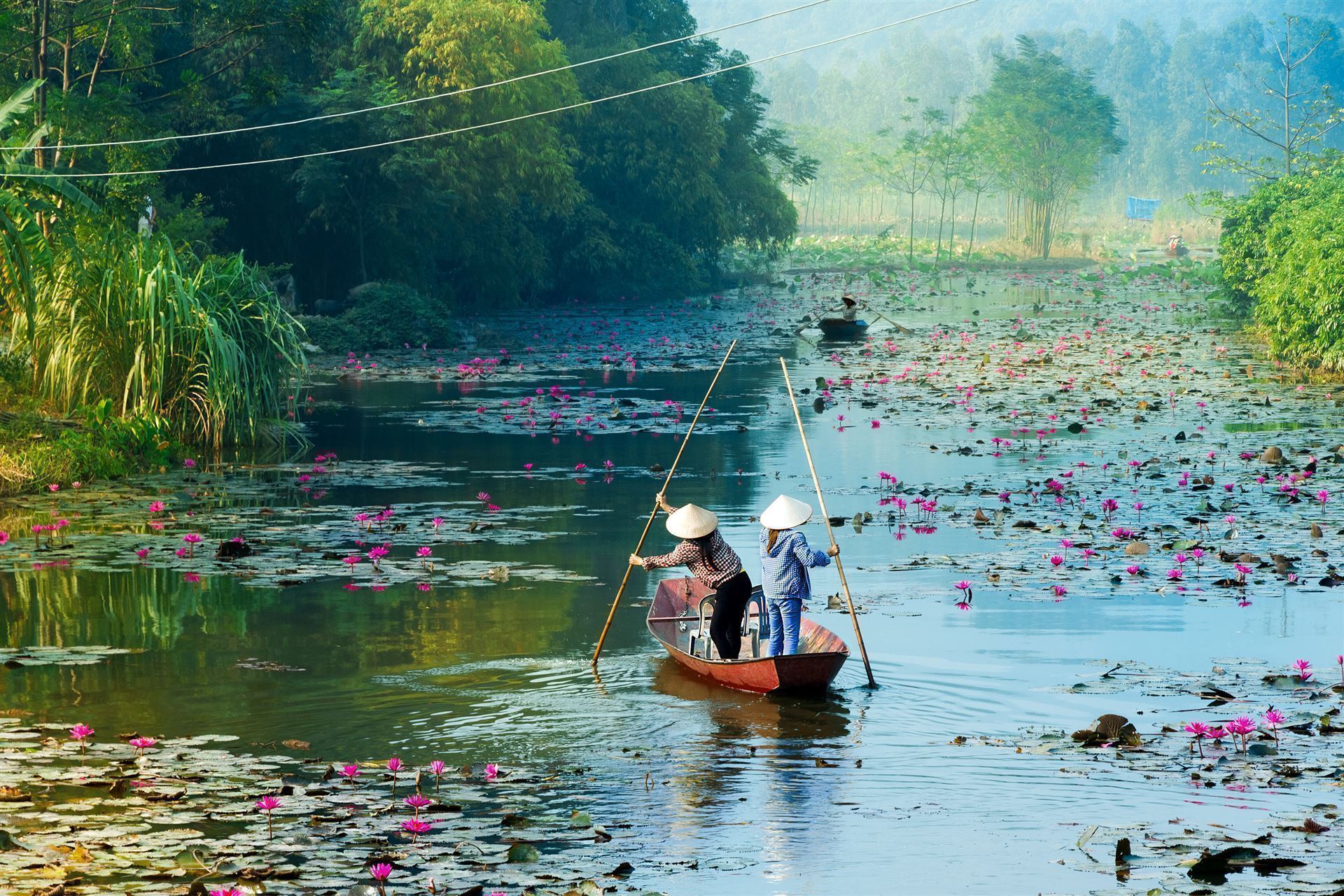 Weg zur Huong Pagode mit Lotusblüten