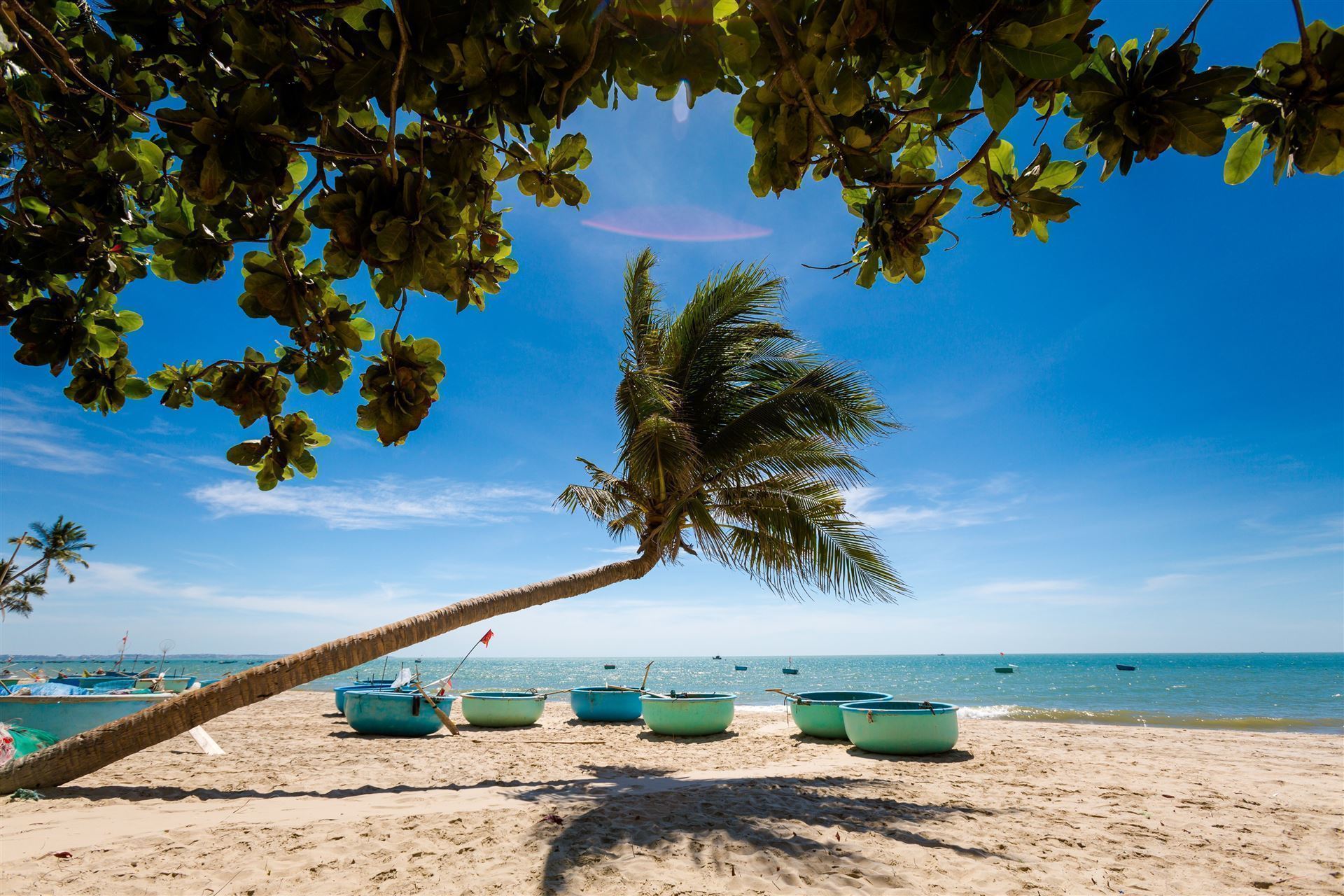 Palme am Strand