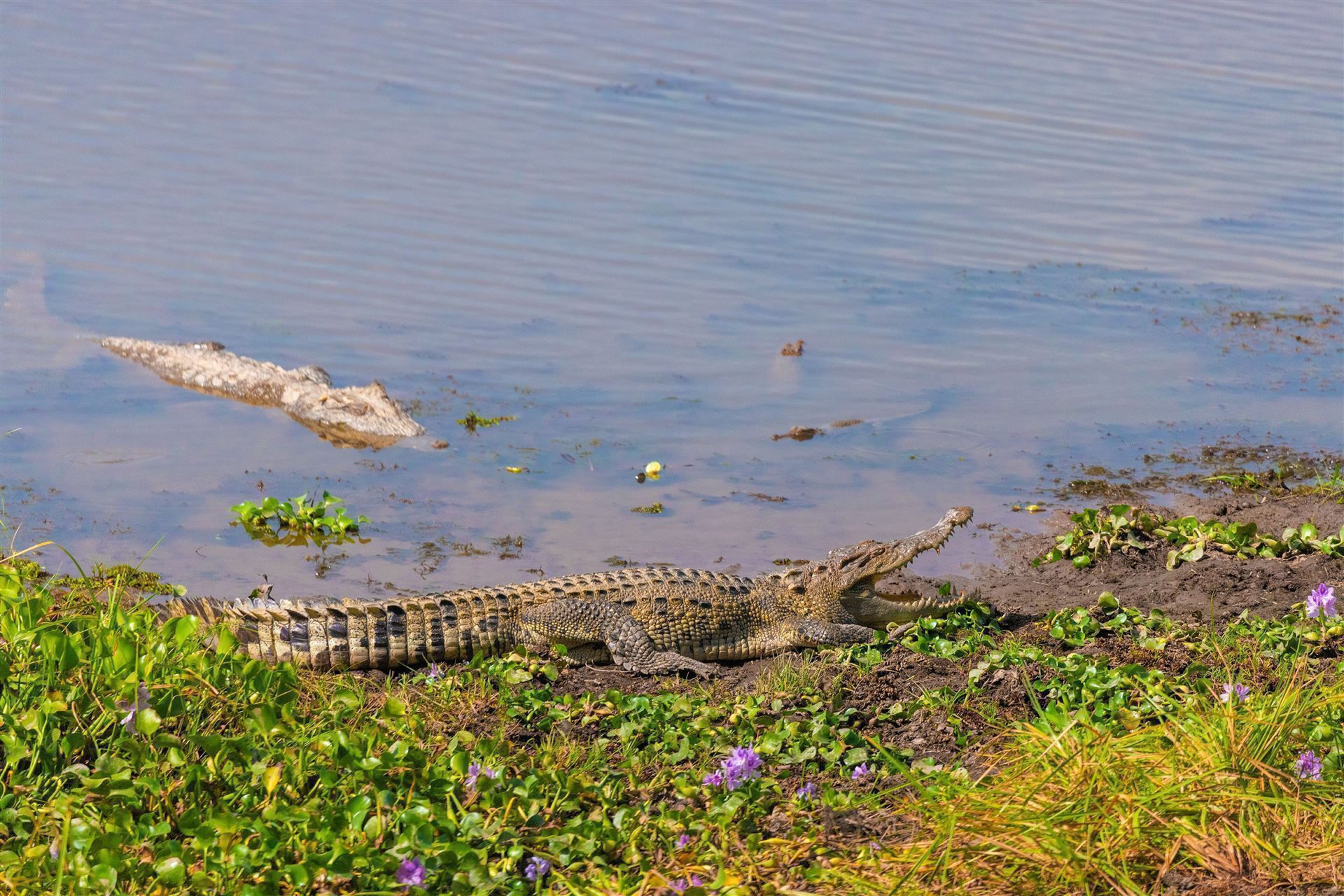 Siam Krokodile