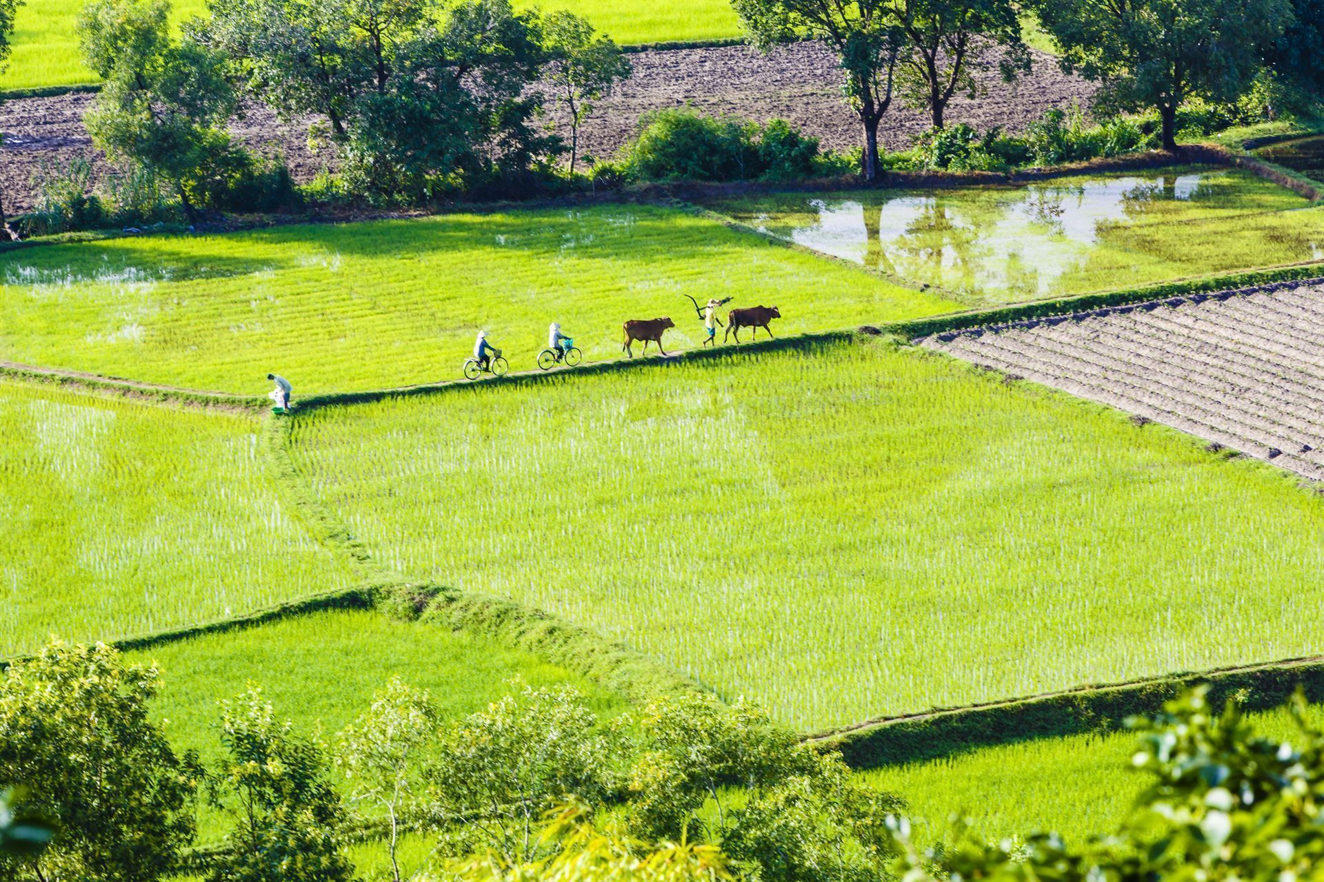 Reisfeld bei Chau Doc