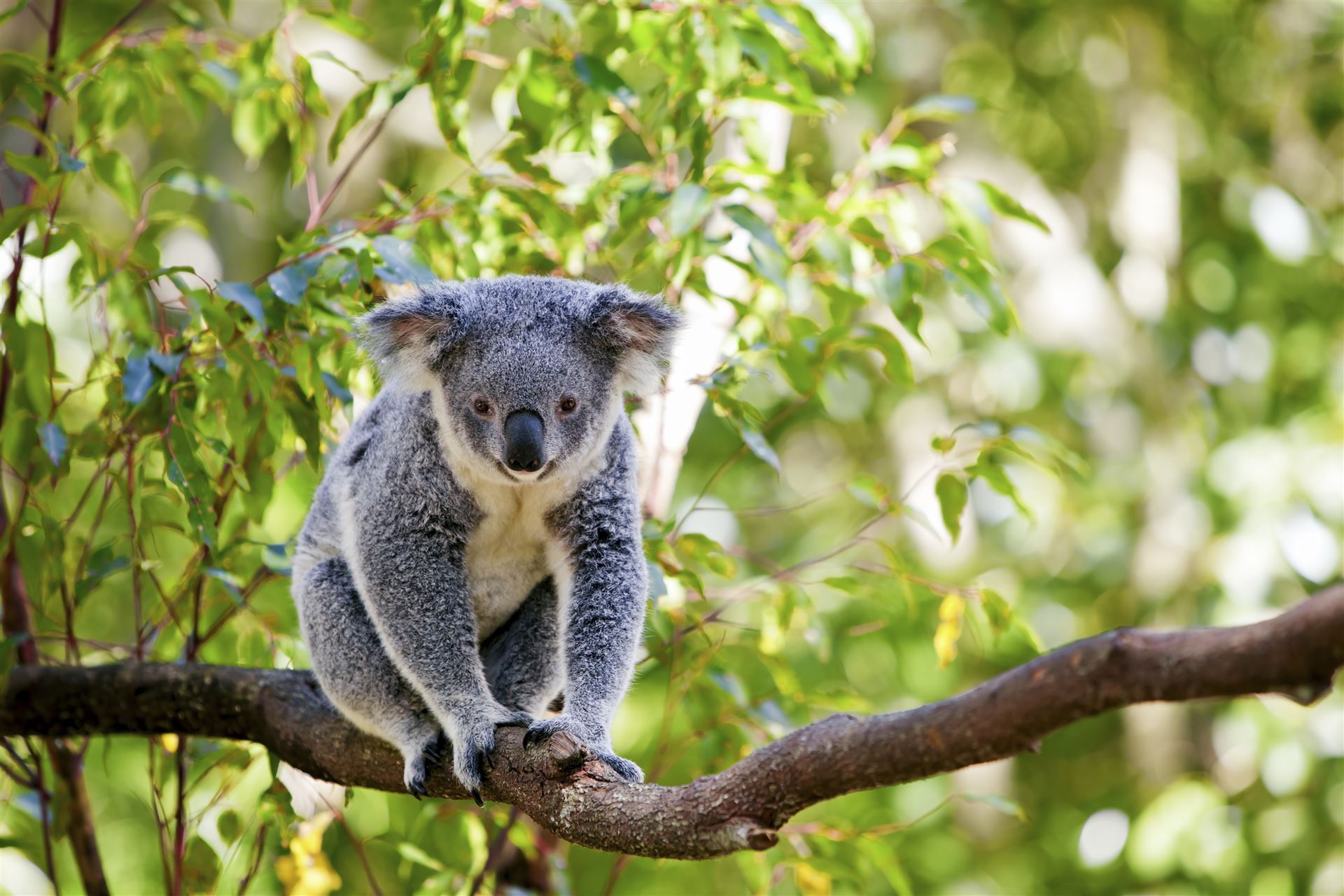 Koala in freier Wildbahn