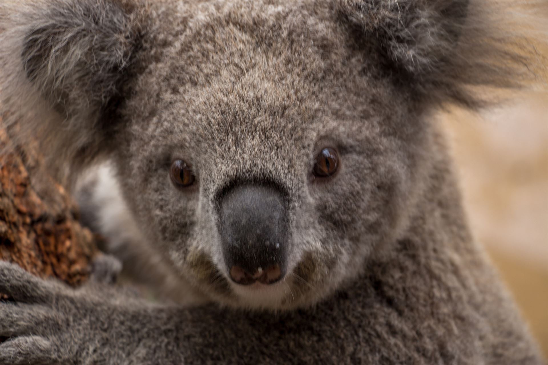 Koala