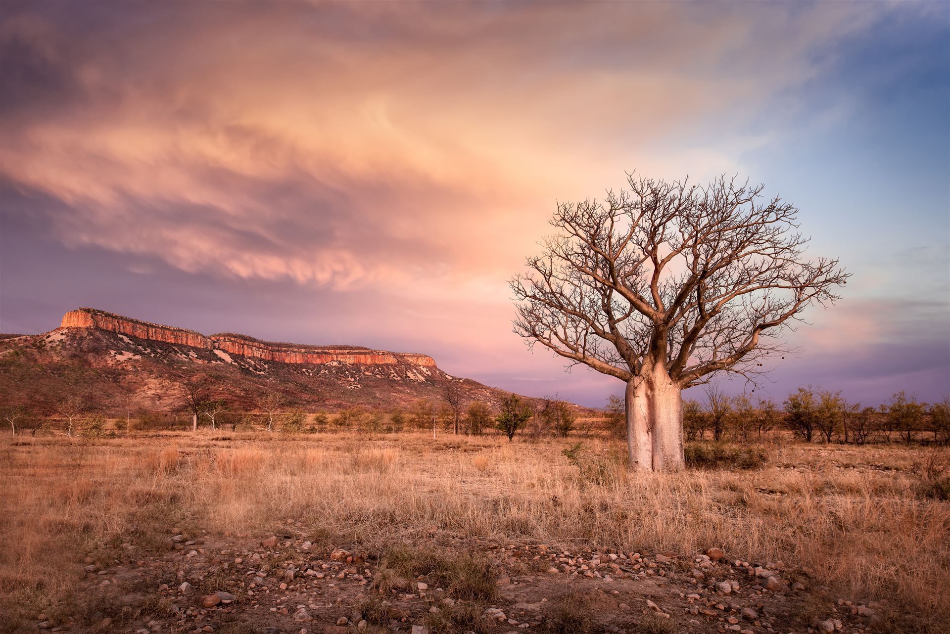 Australien_Kimberley Boab