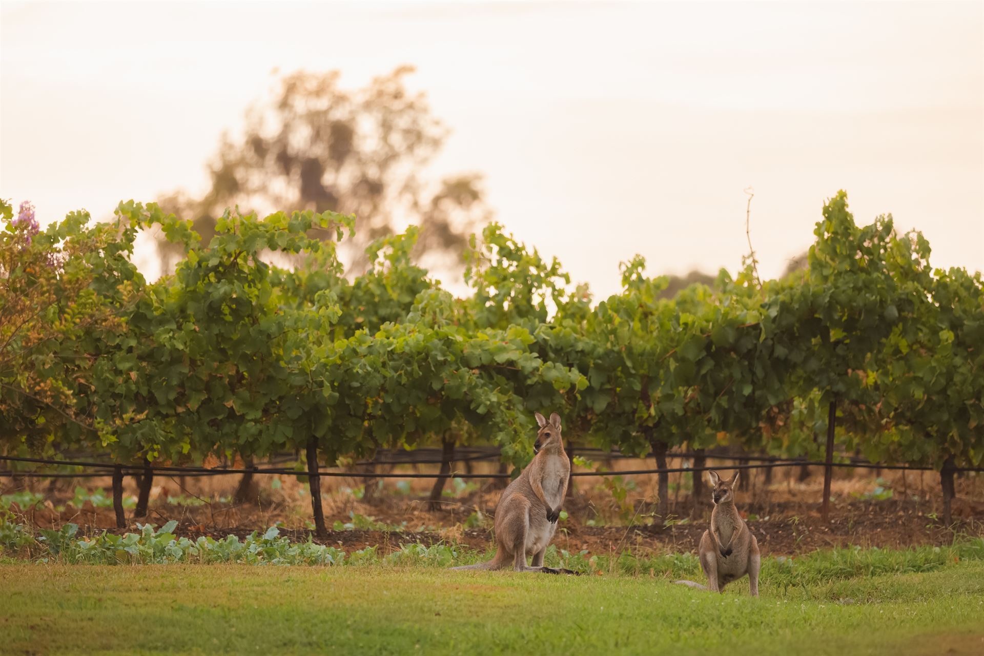 Kängurus im Hunter Valley