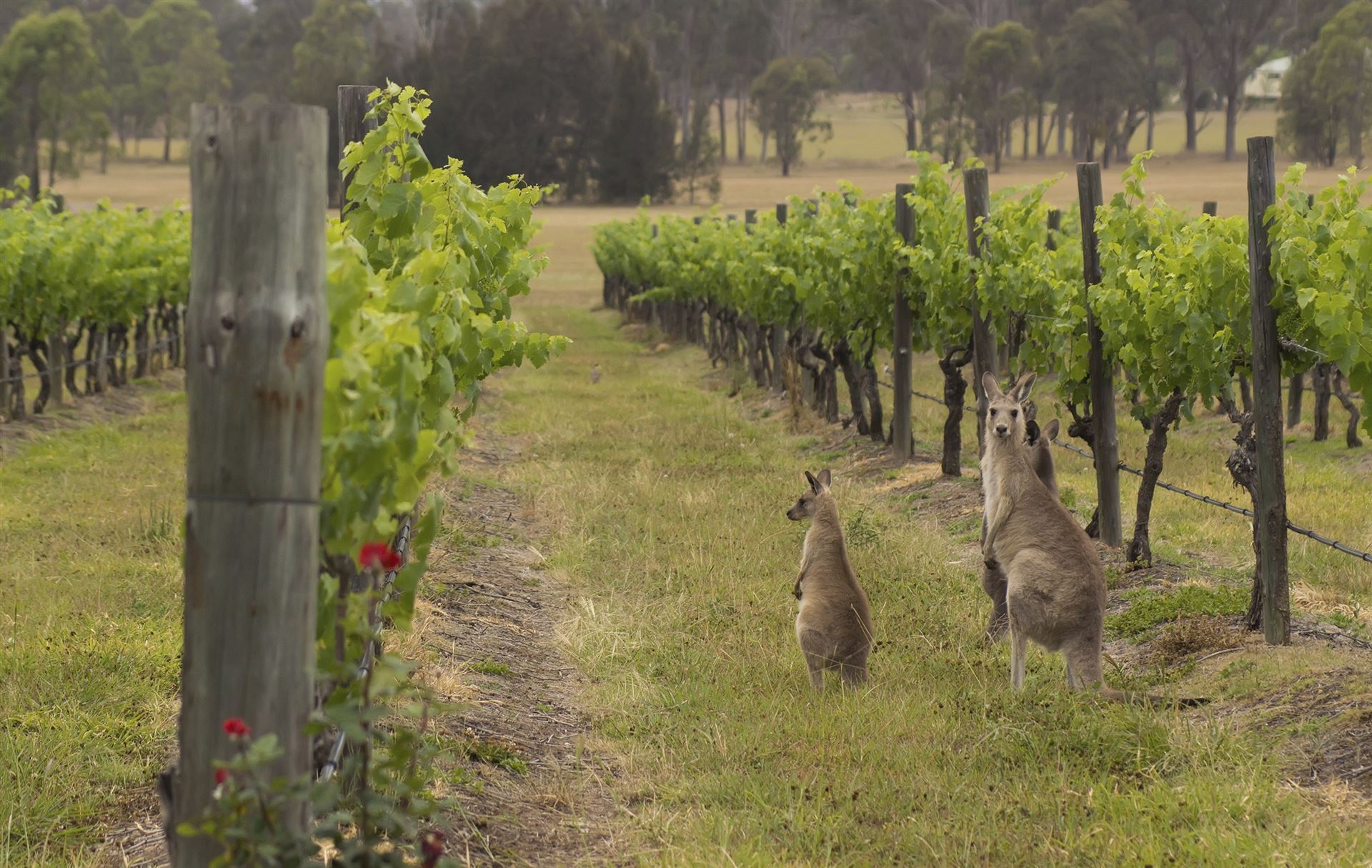 Kängurus im Hunter Valley