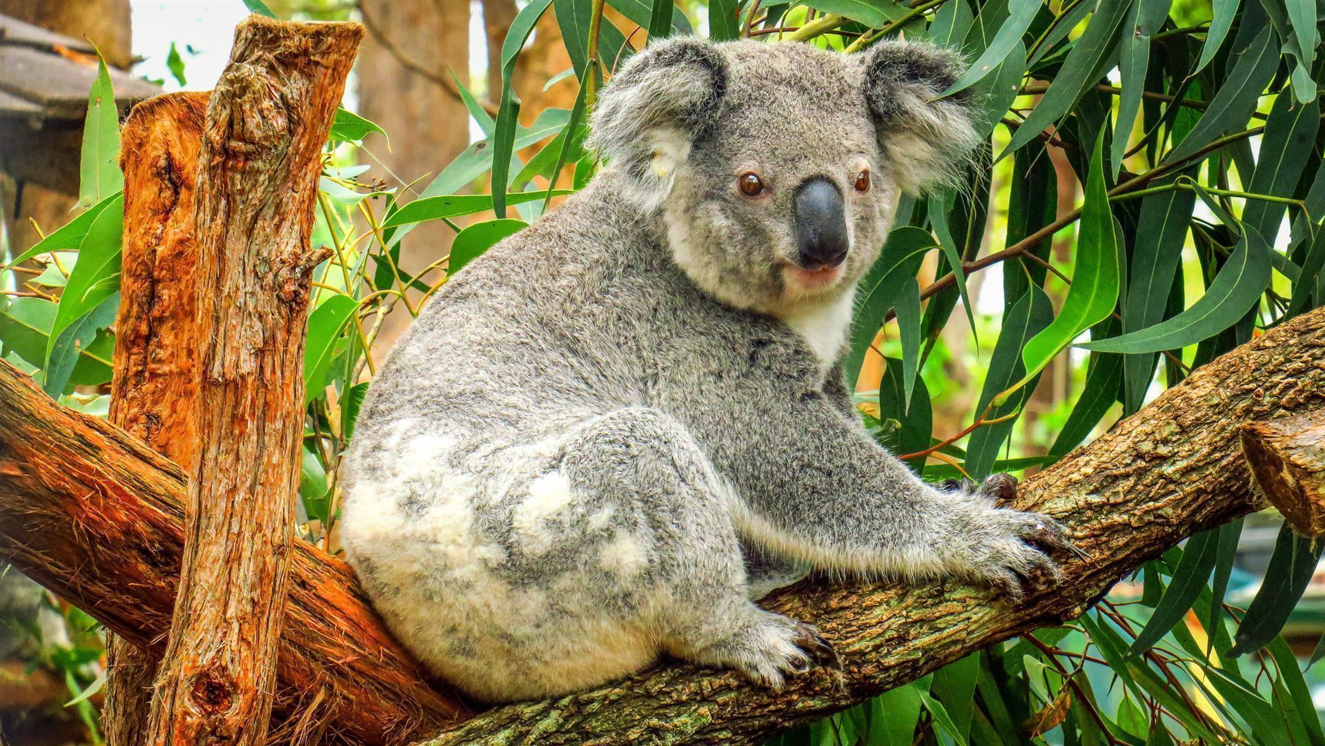 Koala im Port Macquarie Koala Hospital
