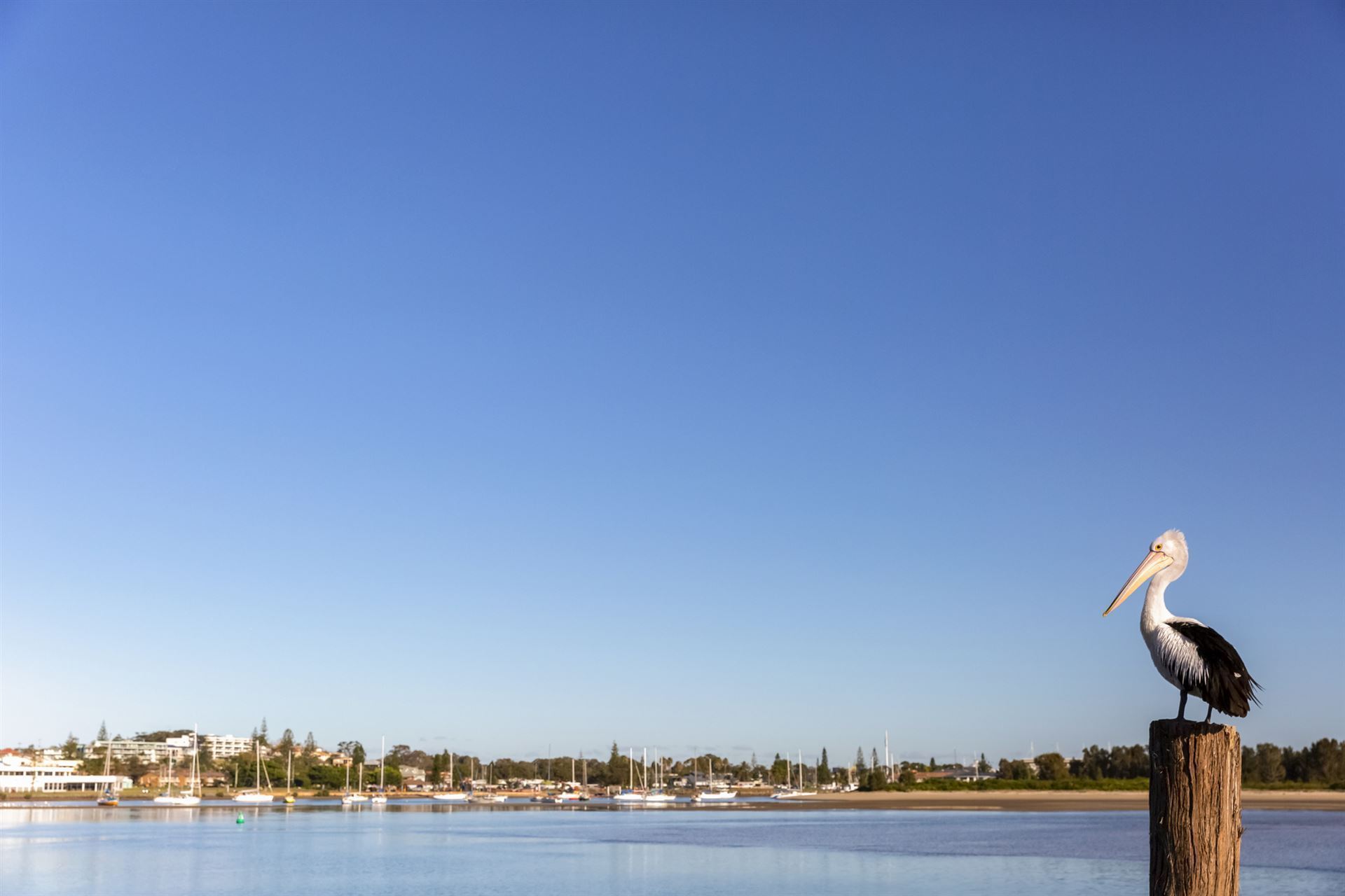 Pelikan in Port Macquarie