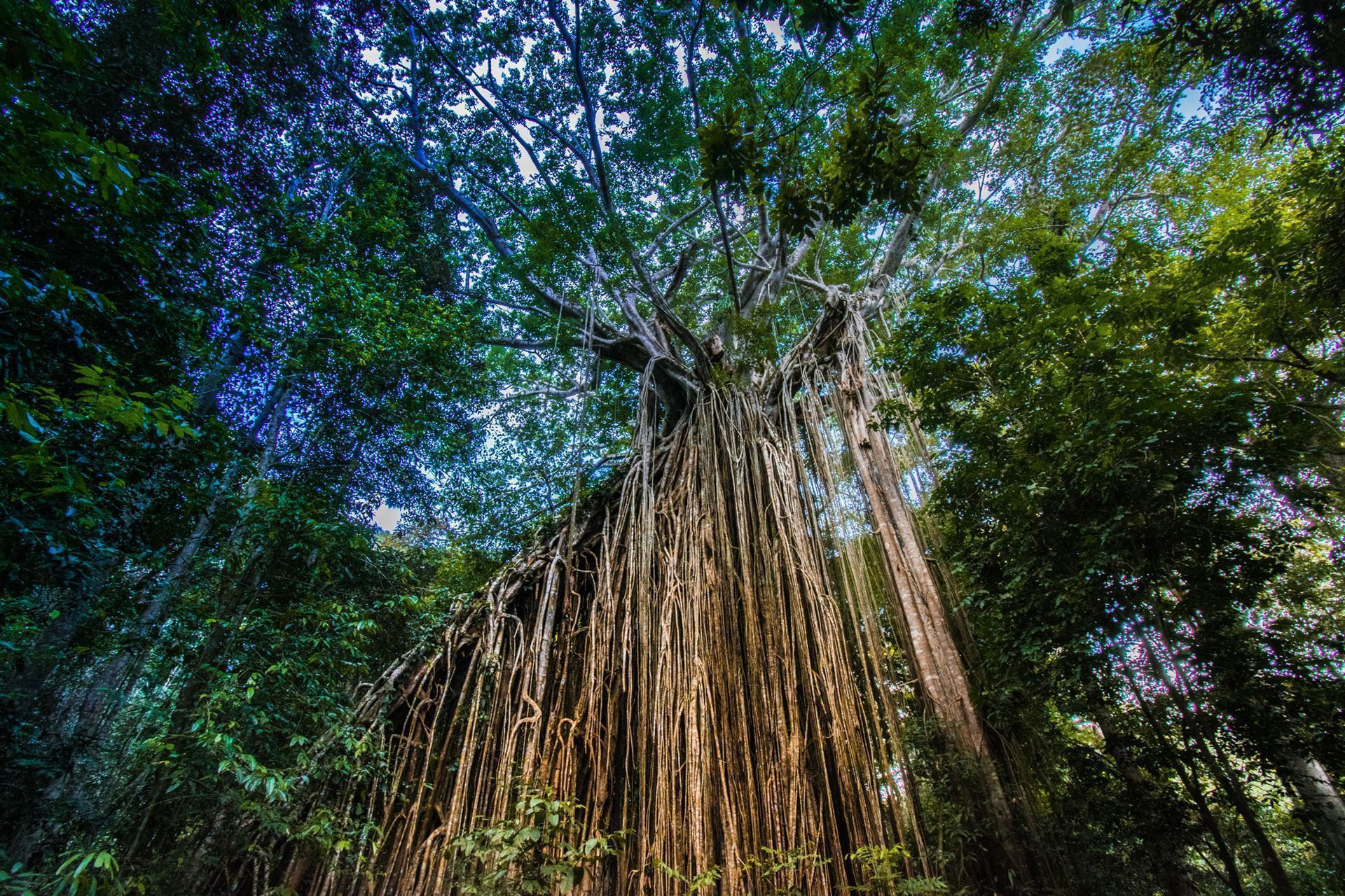 Curtain Fig Tree