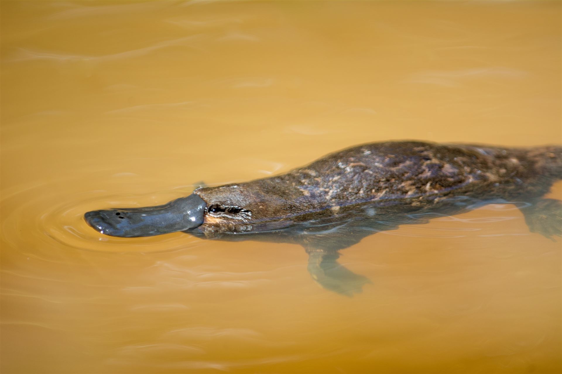 Platypus in den Atherton Tablelands